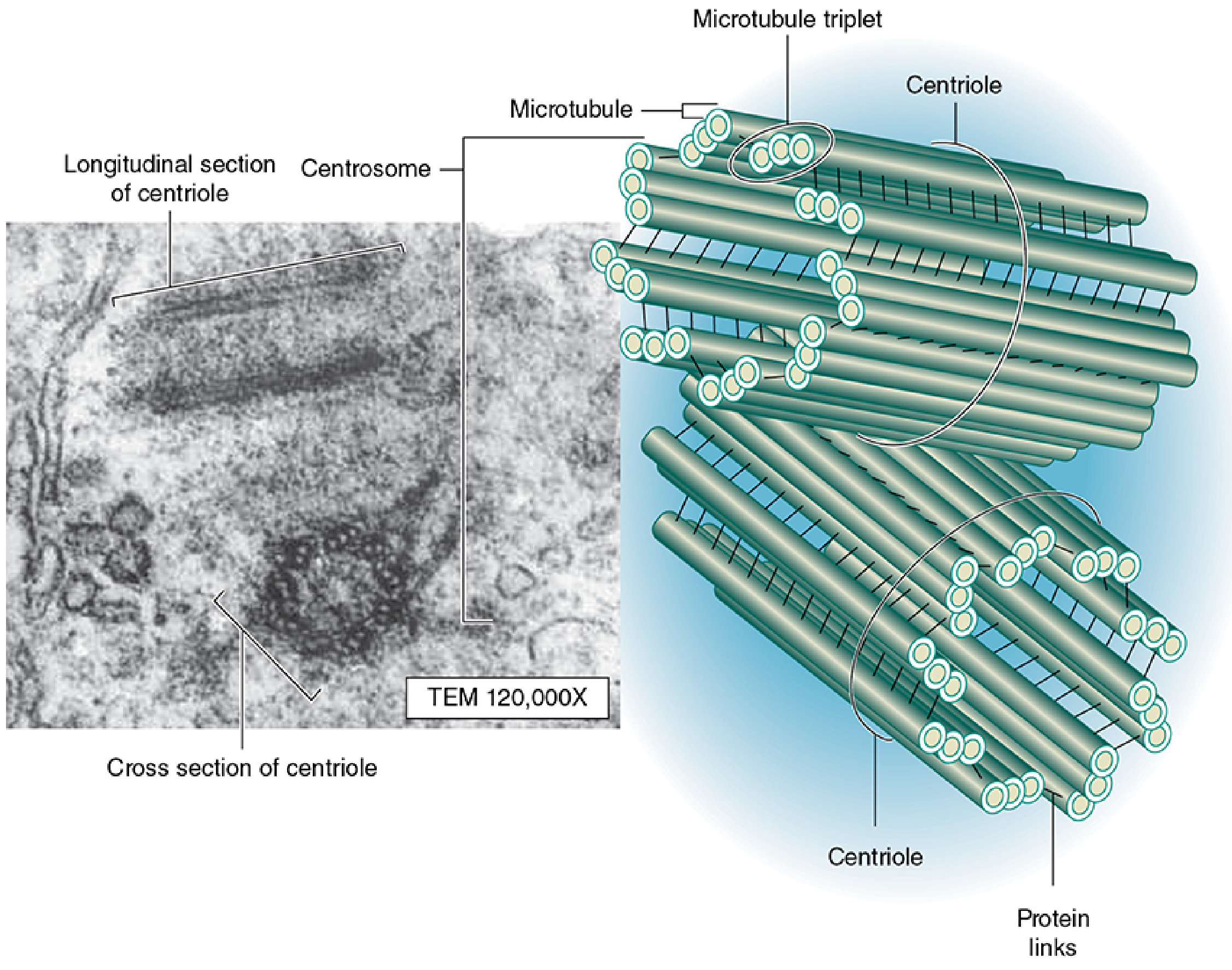 TEM micrograph and 3D diagram of centrosome showing two centrioles at right angles, each made of 9 microtubule triplets with protein links