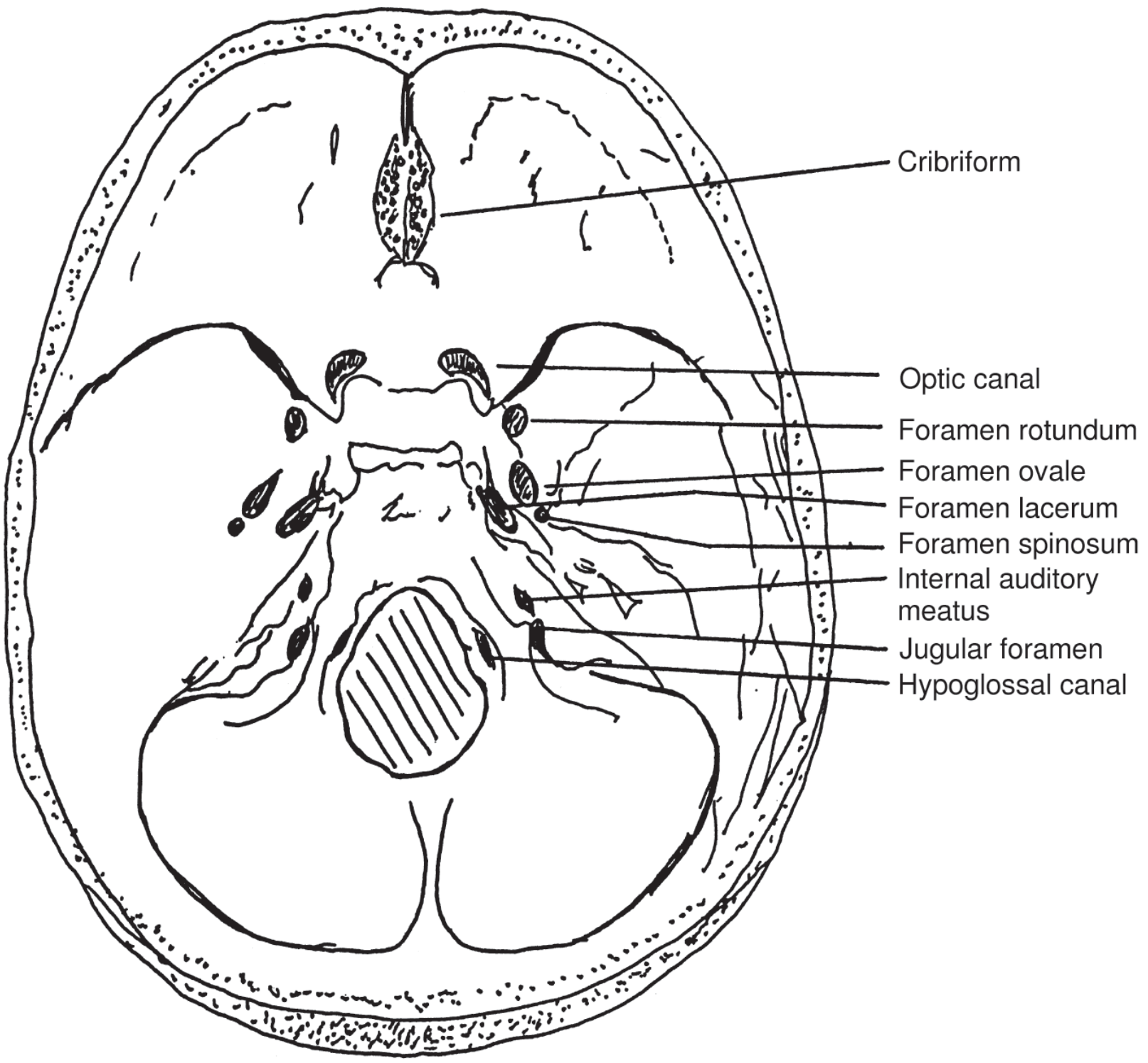 Internal base of skull showing major foramina