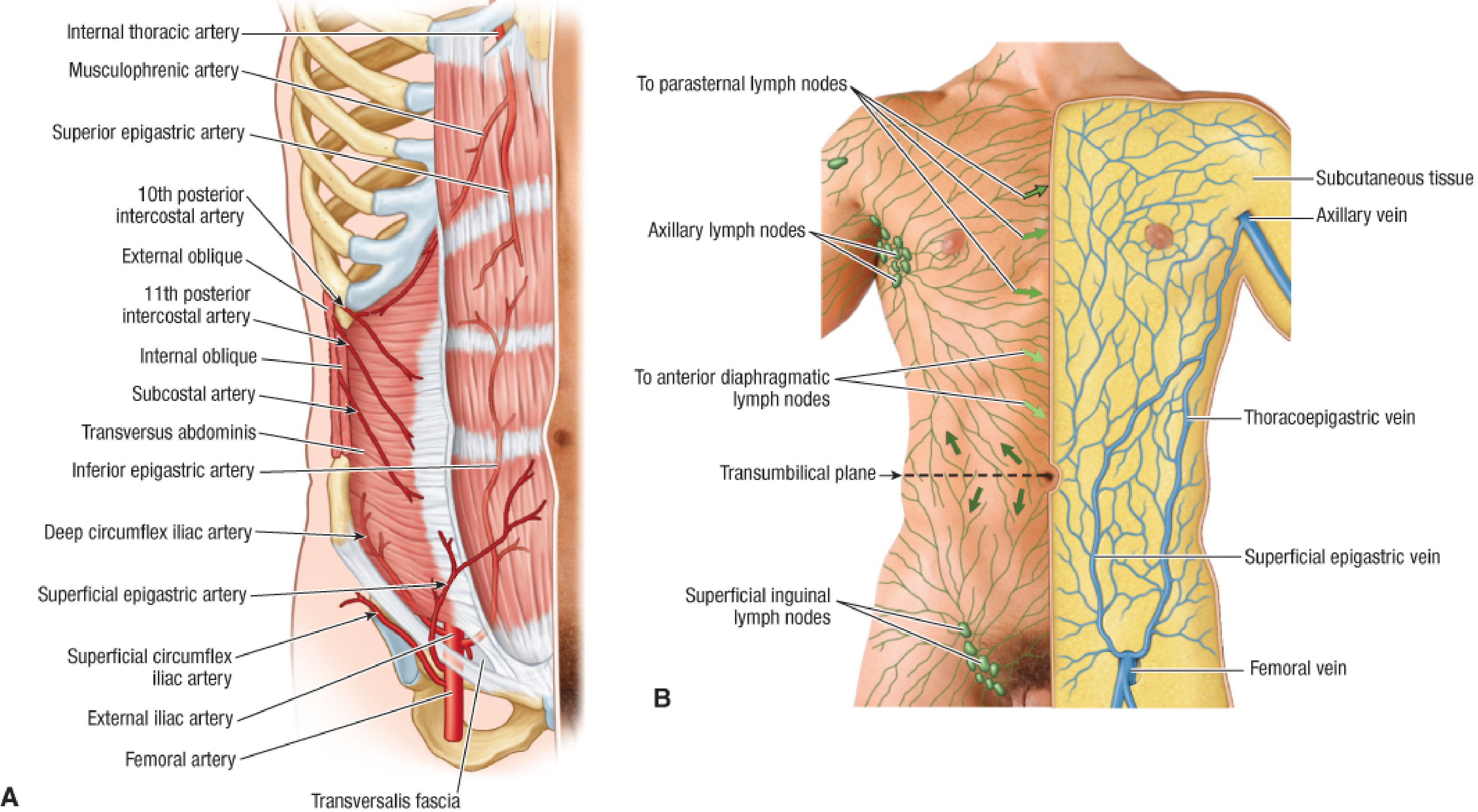Venous and lymphatic drainage of abdominal wall