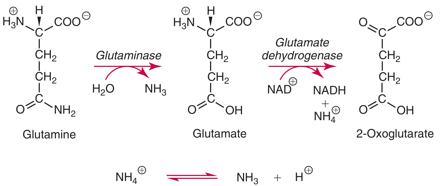 Generation of ammonia from glutamine in renal tubular cells via glutaminase and glutamate dehydrogenase