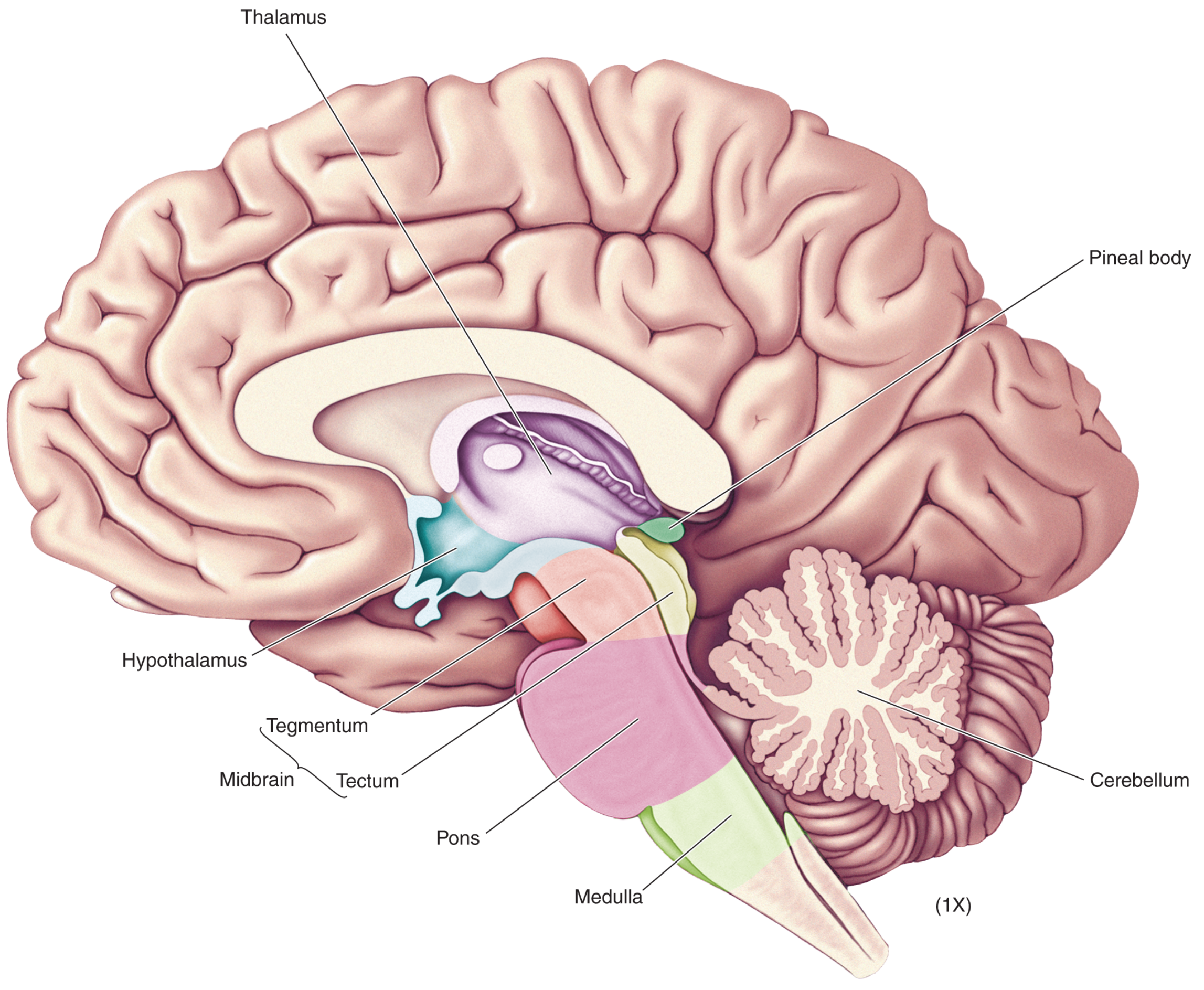 Brainstem - midsagittal view