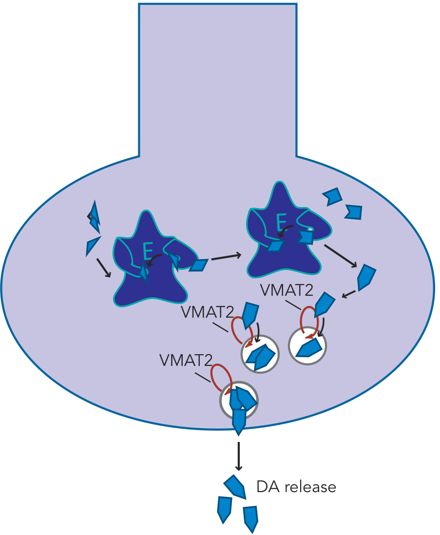 Normal VMAT2 storing dopamine into synaptic vesicles for release - Stahl's Essential Psychopharmacology