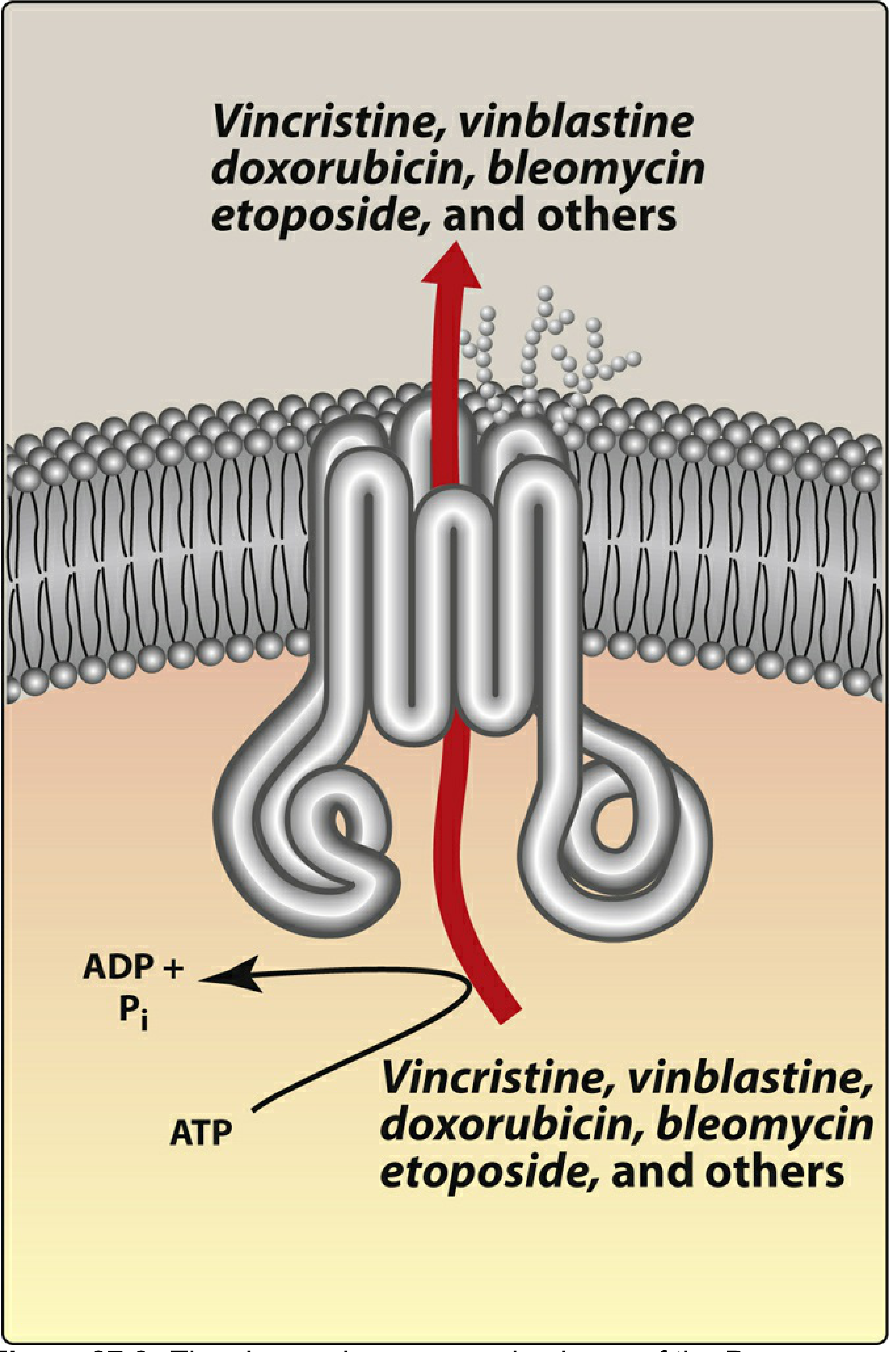 P-glycoprotein efflux pump diagram showing ATP-dependent pumping of vincristine, vinblastine, doxorubicin, bleomycin, etoposide and others out of the cancer cell