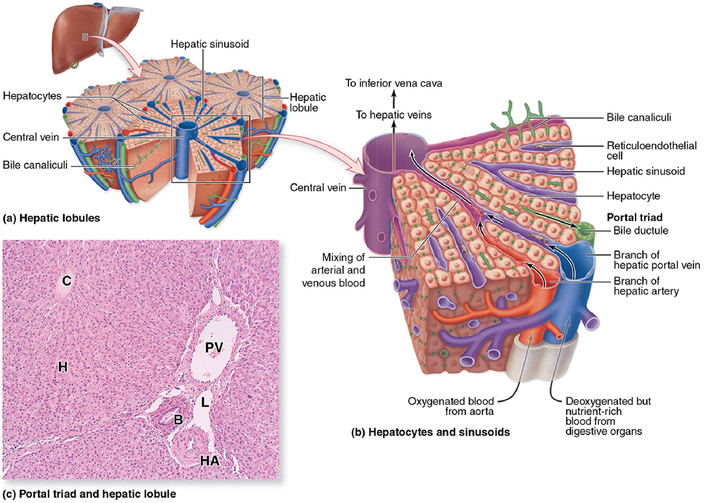 Hepatic Lobules, Hepatocytes and Sinusoids, Portal Triad - Junqueira's Basic Histology