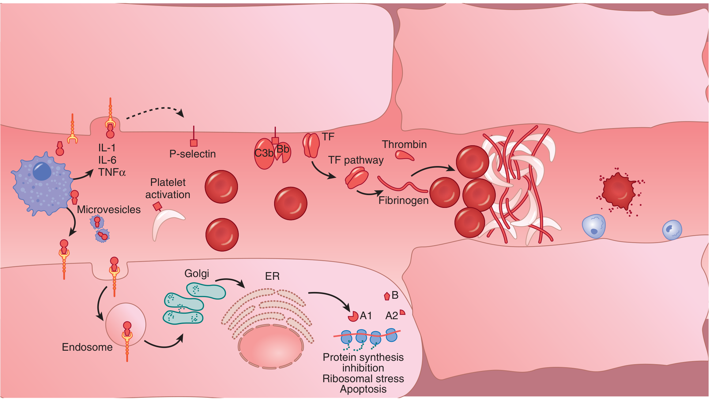 Shiga toxin mechanism - showing endocytosis, retrograde Golgi/ER transport, A1 fragment causing ribosomal stress/protein synthesis inhibition and apoptosis, plus cytokine release (IL-1, IL-6, TNFα), P-selectin upregulation, complement activation (C3b/Bb), and downstream thrombosis