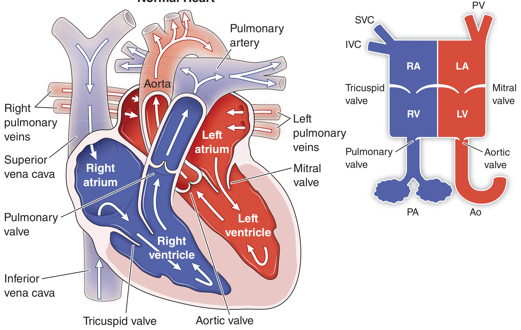 Normal Heart Diagram