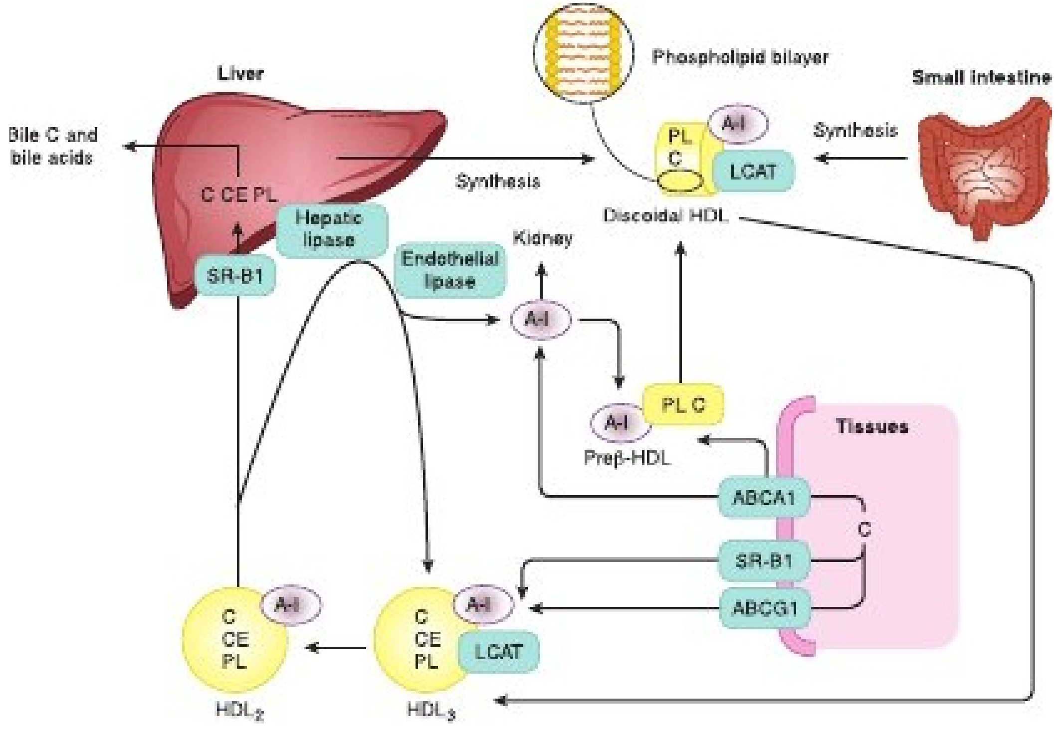 HDL reverse cholesterol transport pathway: nascent HDL accepts cholesterol from peripheral cells via ABCA1/ABCG1; LCAT esterifies free cholesterol; mature HDL transfers CE to liver via SR-BI or via CETP to LDL/VLDL for LDL receptor uptake.