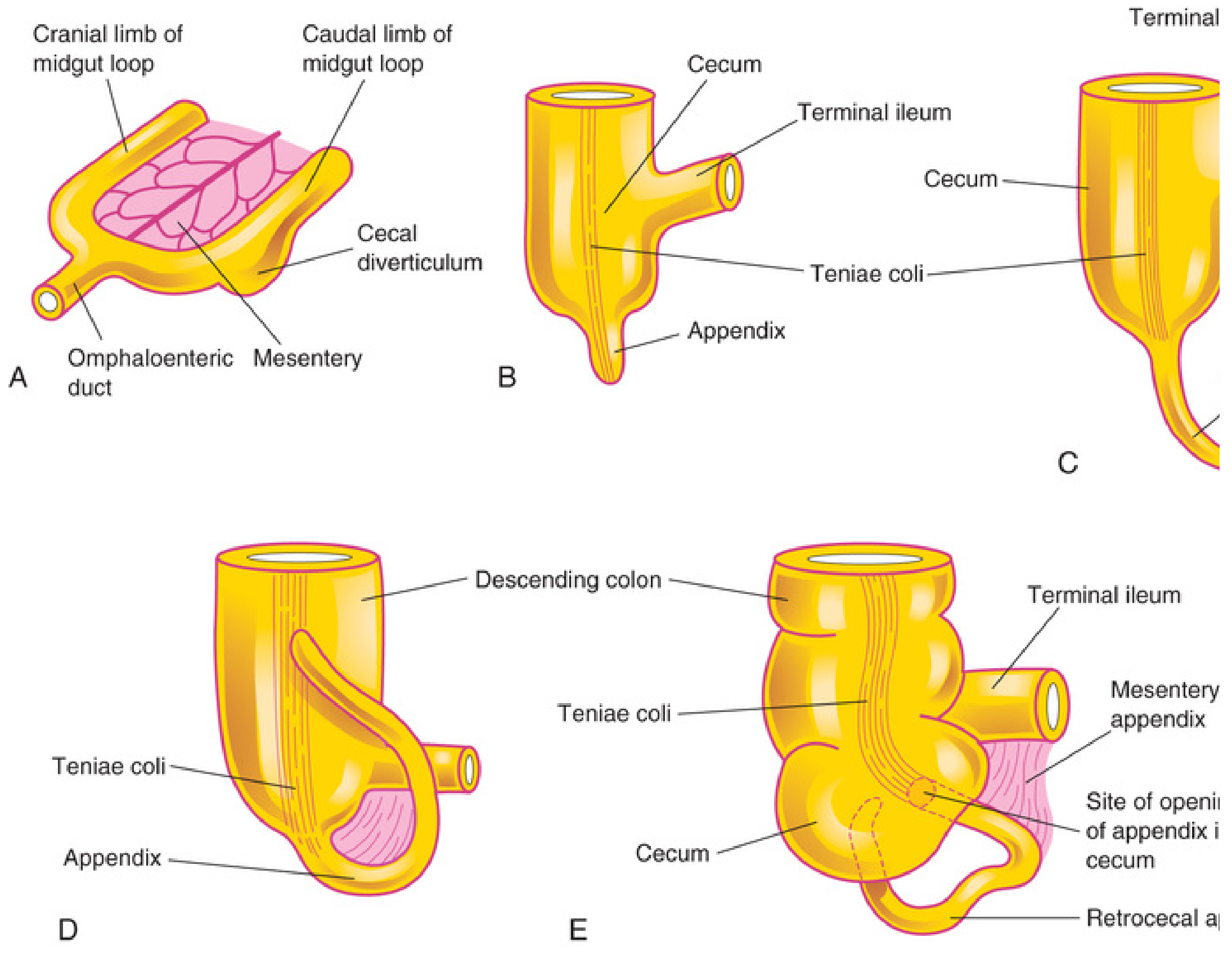 Development of cecum and appendix from cecal diverticulum (Moore) - showing cranial and caudal limbs of midgut loop, development of cecal bud, teniae coli, and final retrocecal position of appendix