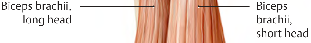 Long head and short head of biceps brachii - THIEME Atlas