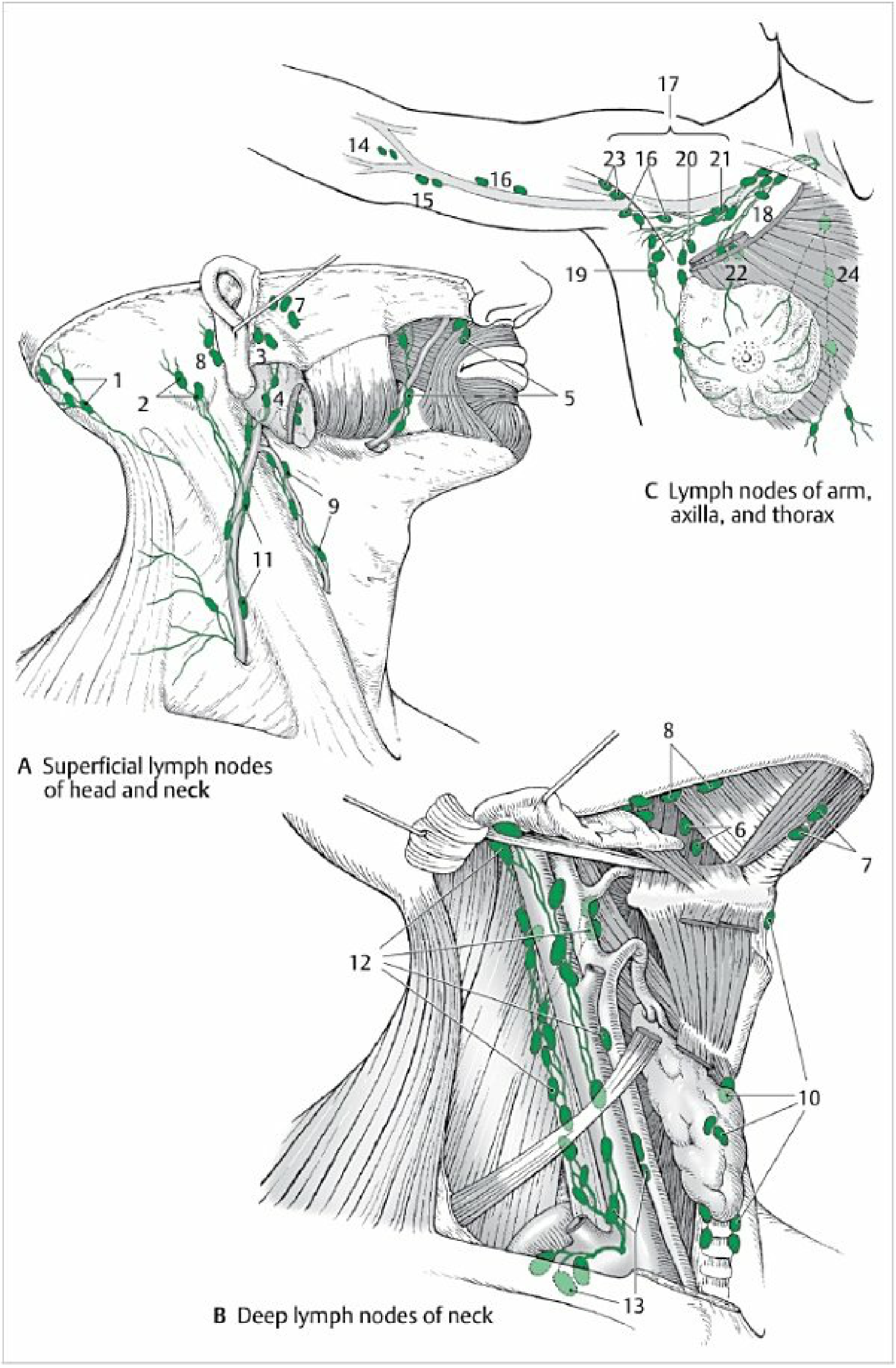 Superficial lymph nodes of the head and neck (A) and deep cervical nodes (B) - Color Atlas of Human Anatomy