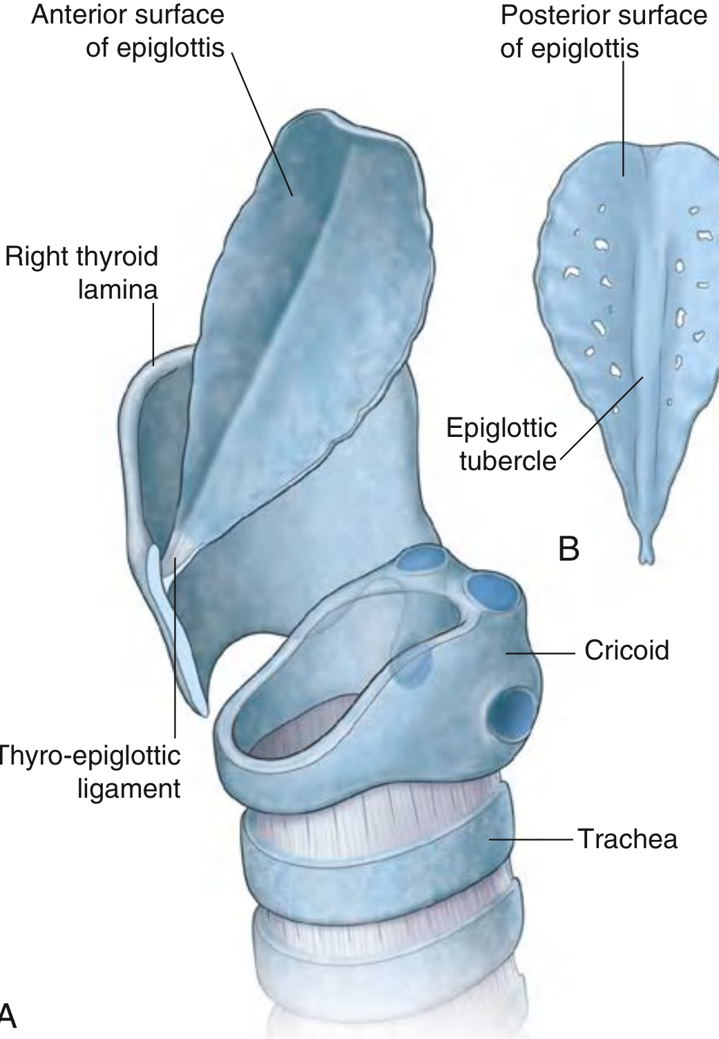 Epiglottis