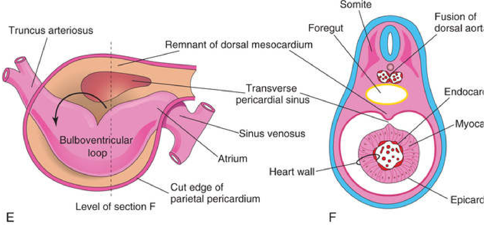 Bulboventricular loop, transverse pericardial sinus, and heart wall layers - The Developing Human