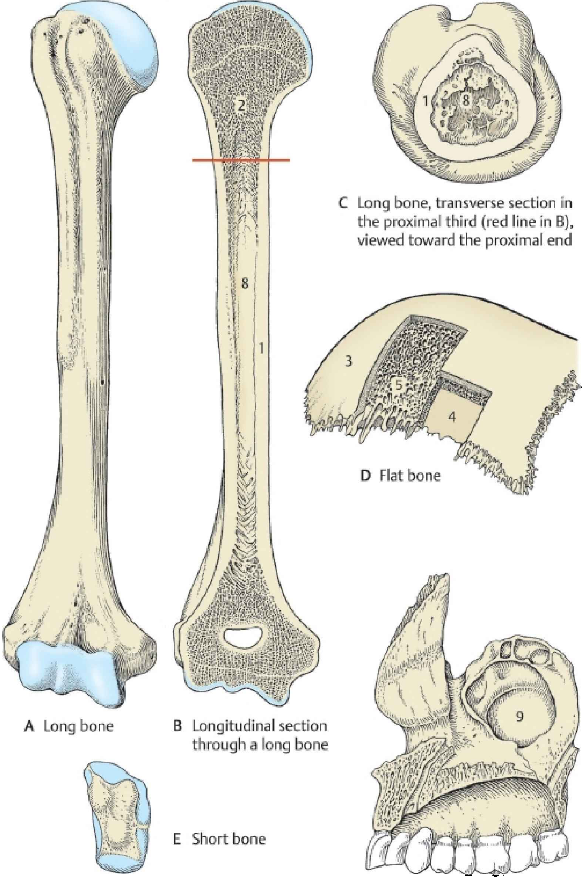 Bone types comparison - long bone, flat bone, and short bone (E)