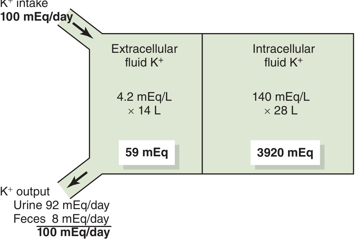 Potassium distribution between ECF and ICF