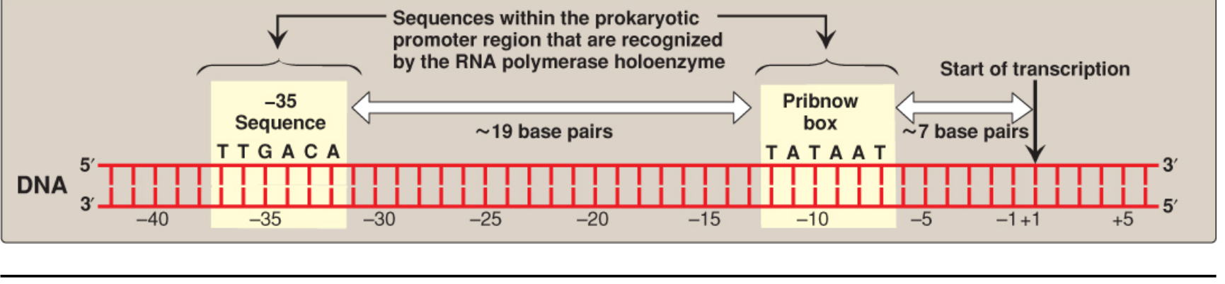 Prokaryotic promoter region showing -35 sequence (TTGACA) and Pribnow box (TATAAT) centered at -10