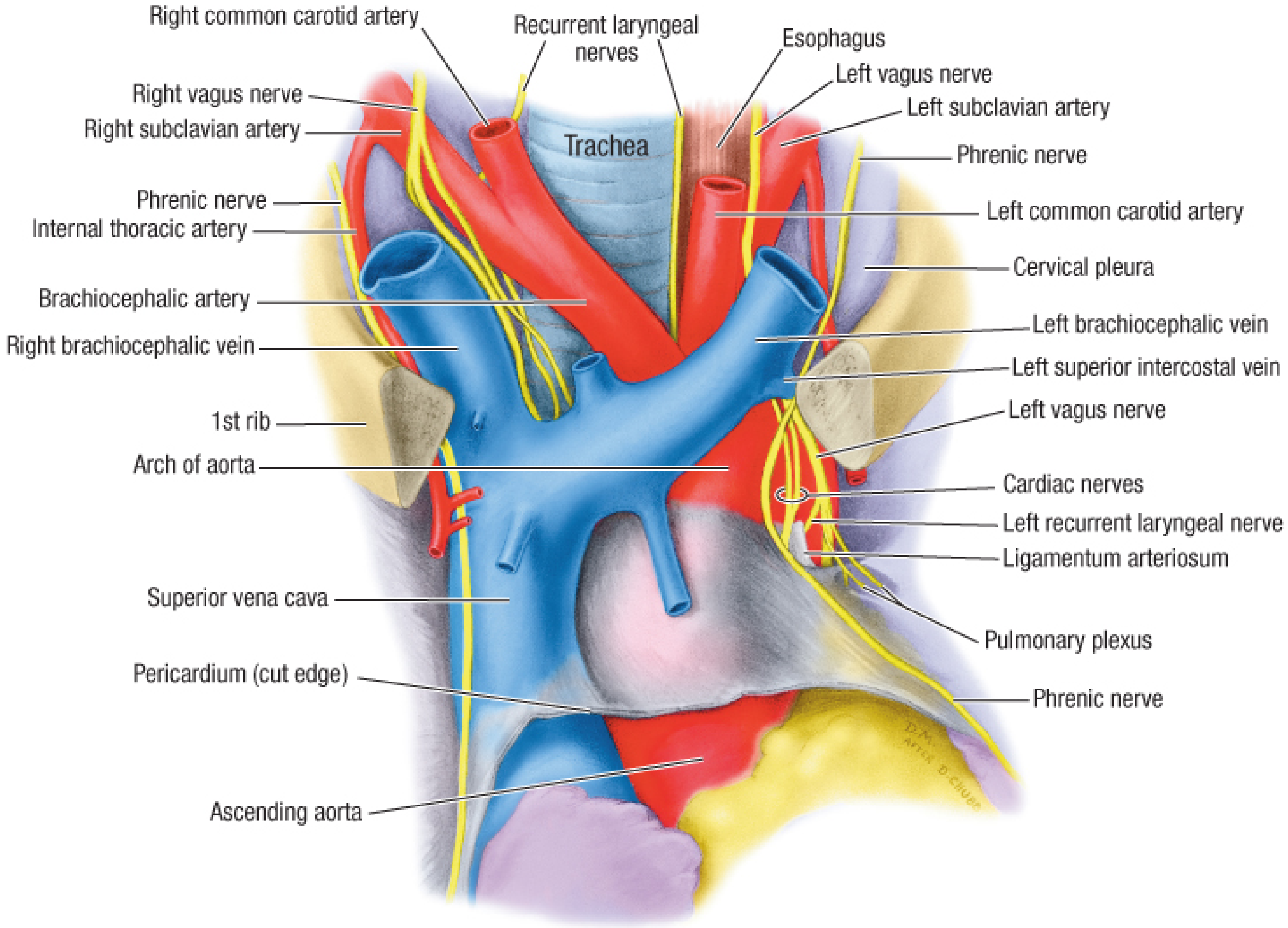 Relationships of ascending aorta and arch of aorta