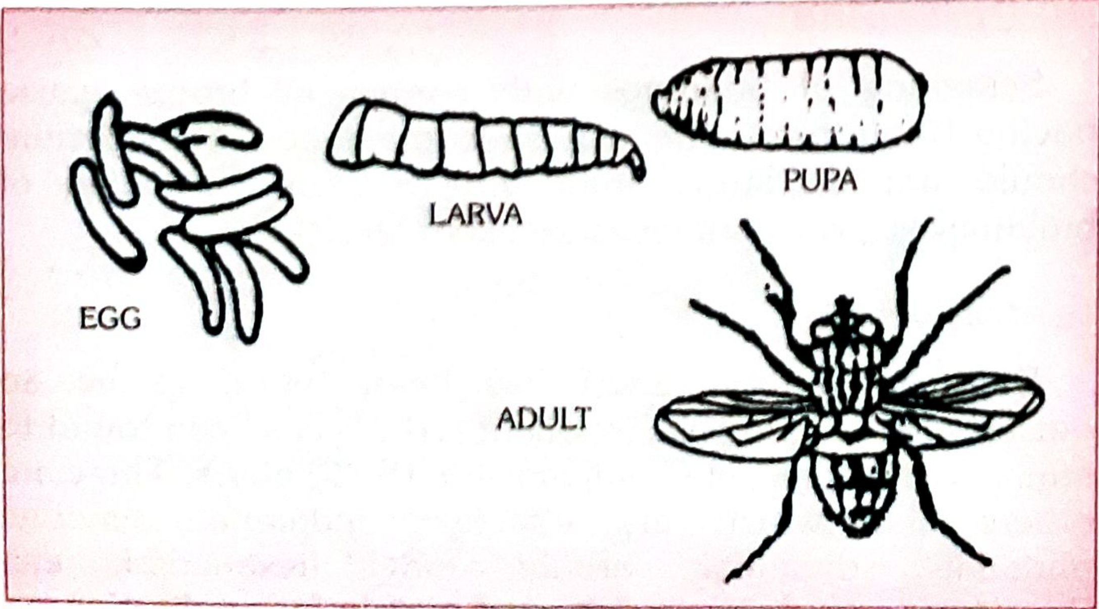 Life cycle of housefly - showing egg, larva, pupa, and adult stages