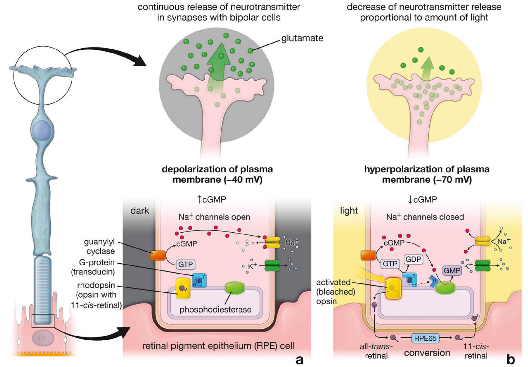 Phototransduction - dark vs light states with cGMP cascade
