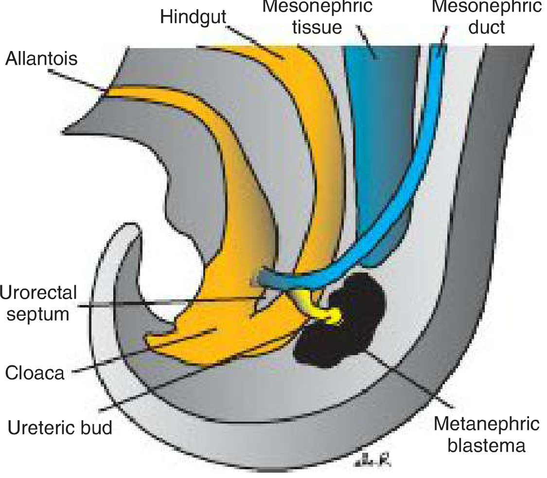 Ureteric bud penetrating metanephric blastema at end of 5th week