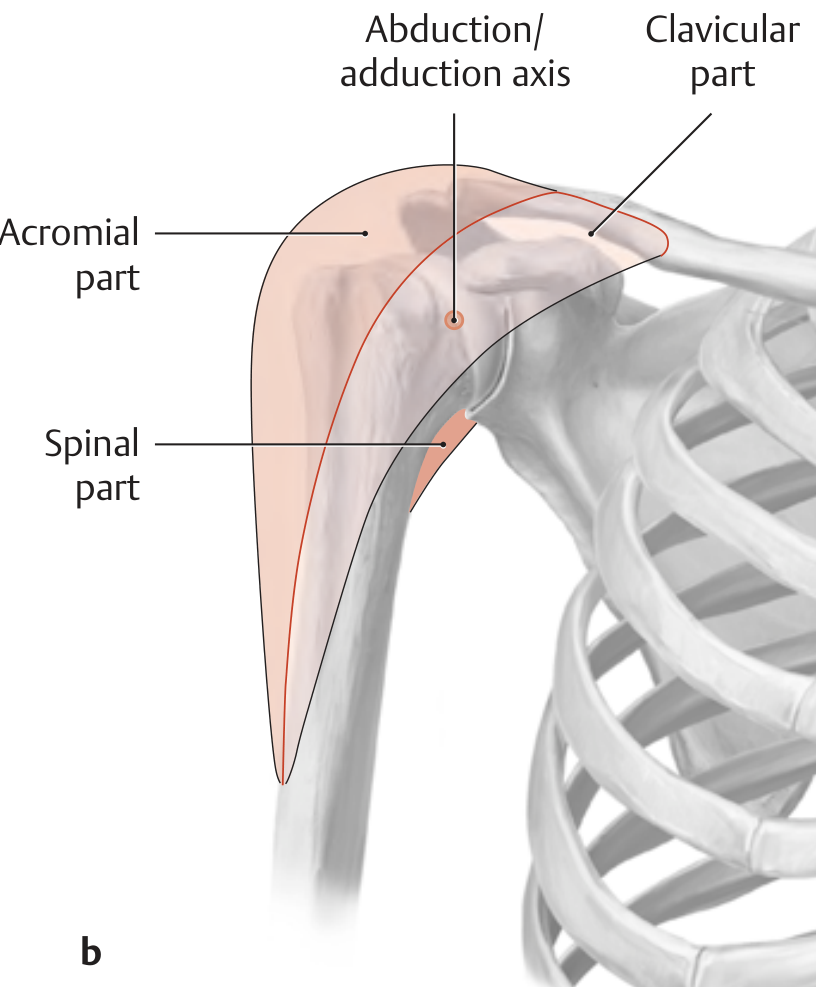 Three parts of deltoid and abduction/adduction axis, anterior view