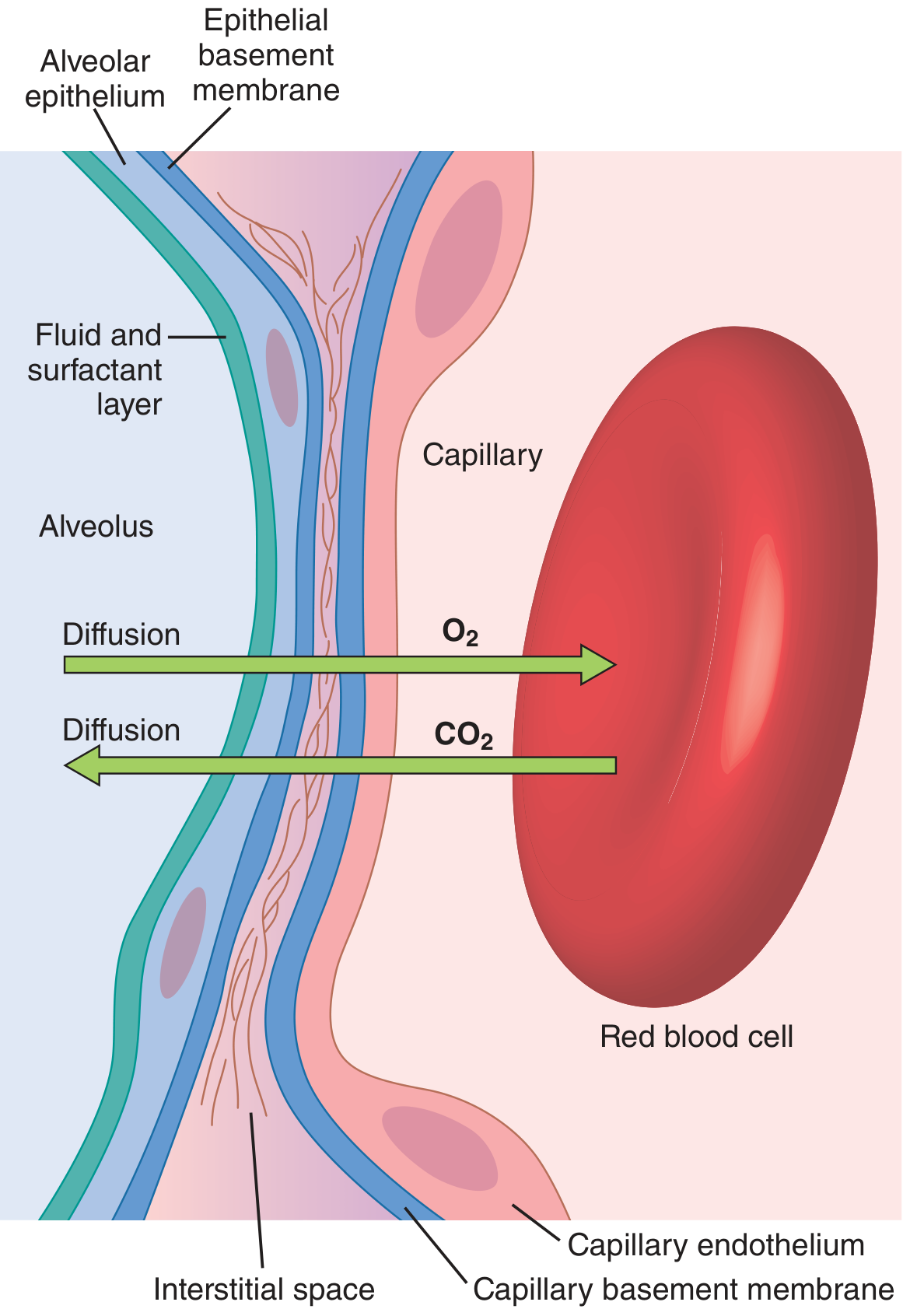 Ultrastructure of the alveolar respiratory membrane in cross section