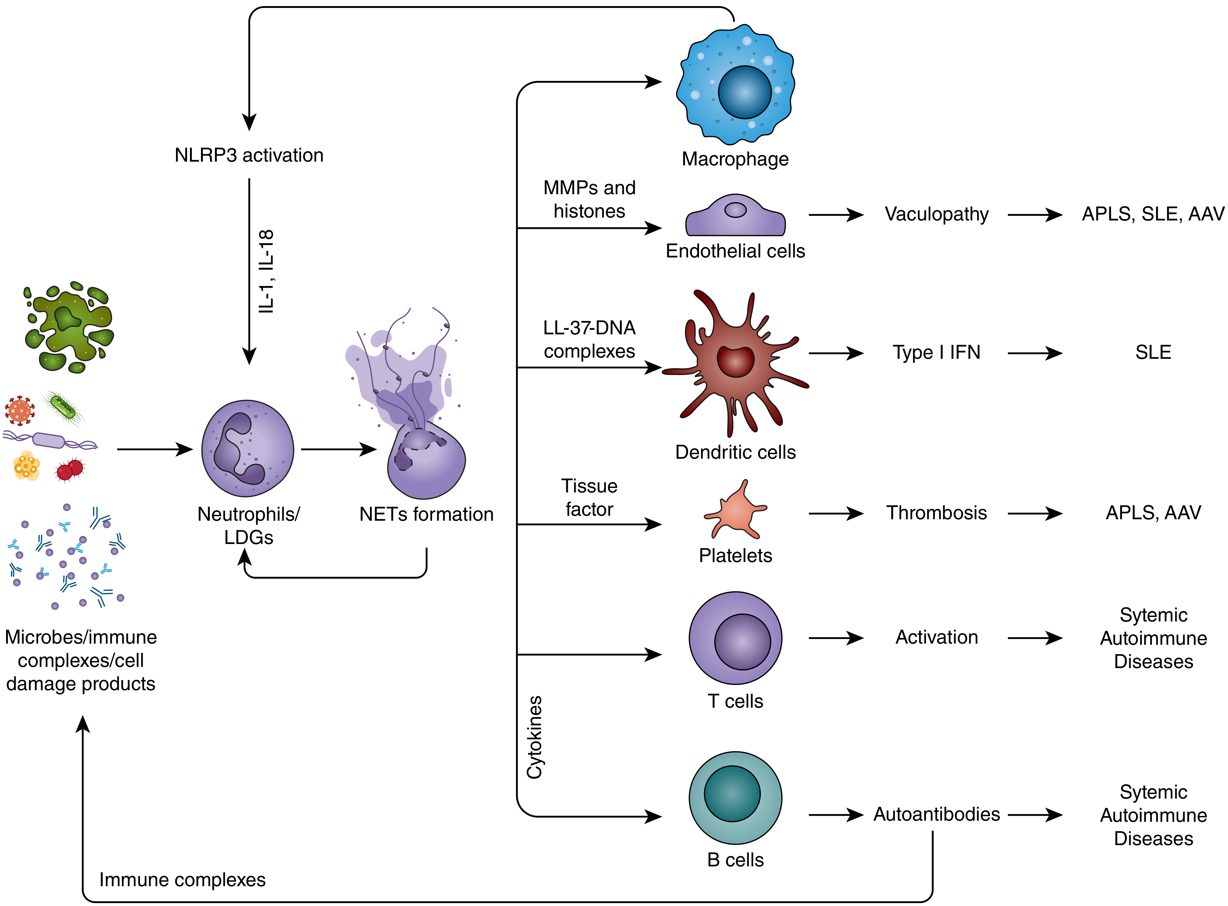 Neutrophils/LDGs and NETs in SLE pathogenesis - showing how microbes, immune complexes, and cell damage products activate neutrophils to form NETs, which then drive Type I IFN production via dendritic cells, autoantibodies via B cells, and vasculopathy