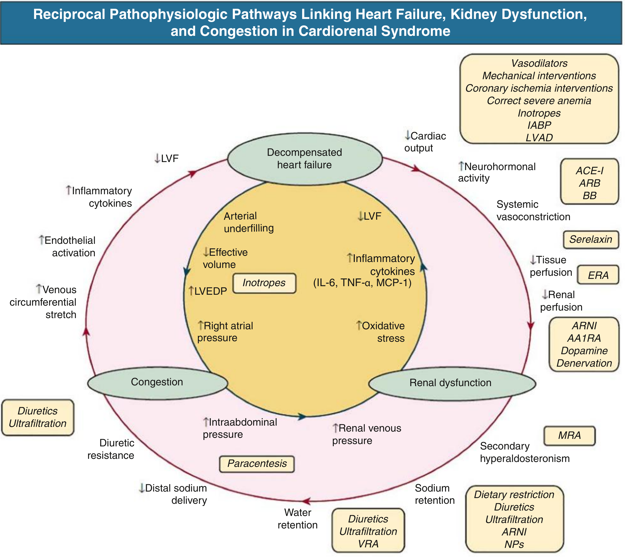 Reciprocal Pathophysiologic Pathways in Cardiorenal Syndrome