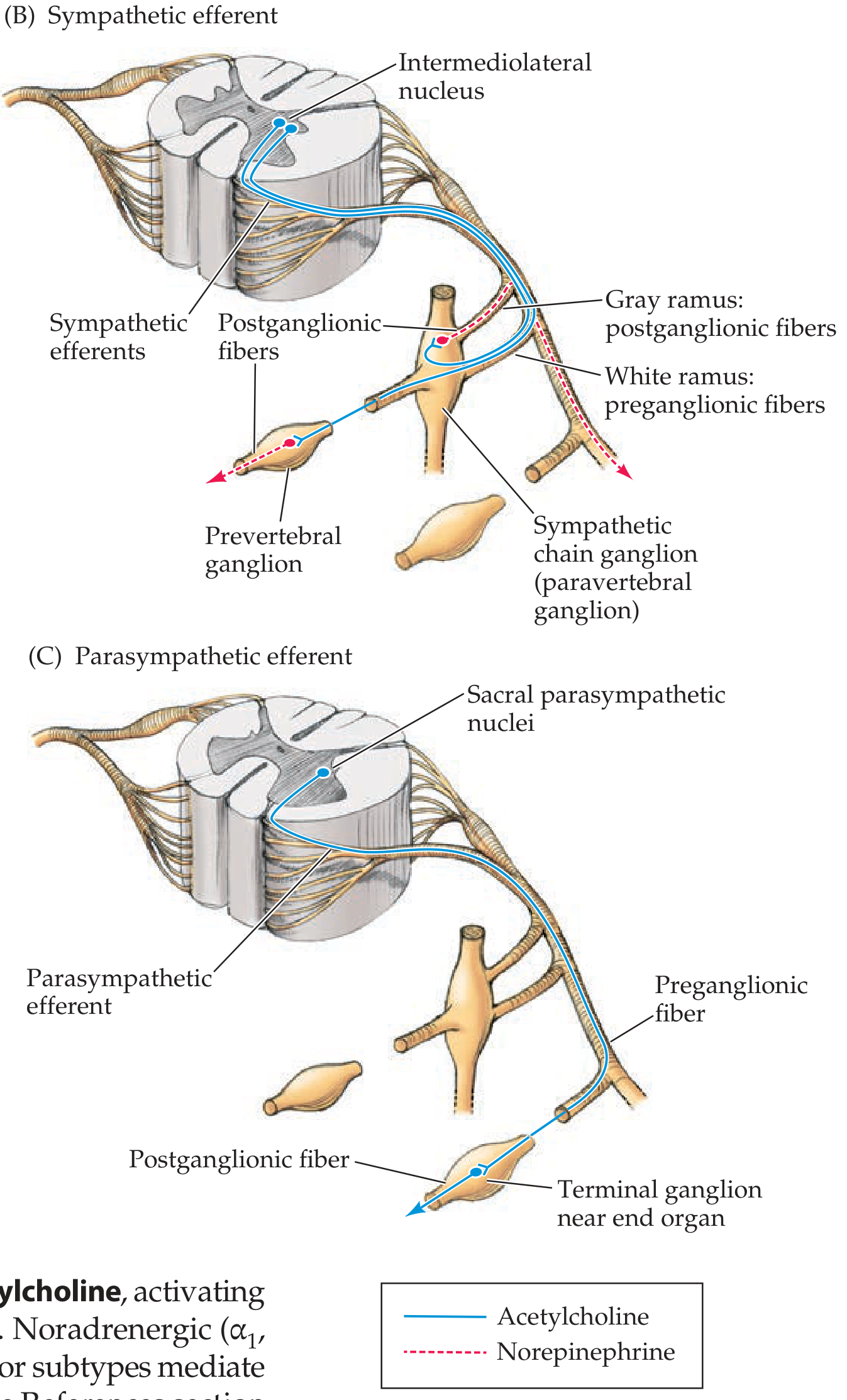 Sympathetic vs Parasympathetic efferent pathways showing ganglia, fiber types, and neurotransmitters
