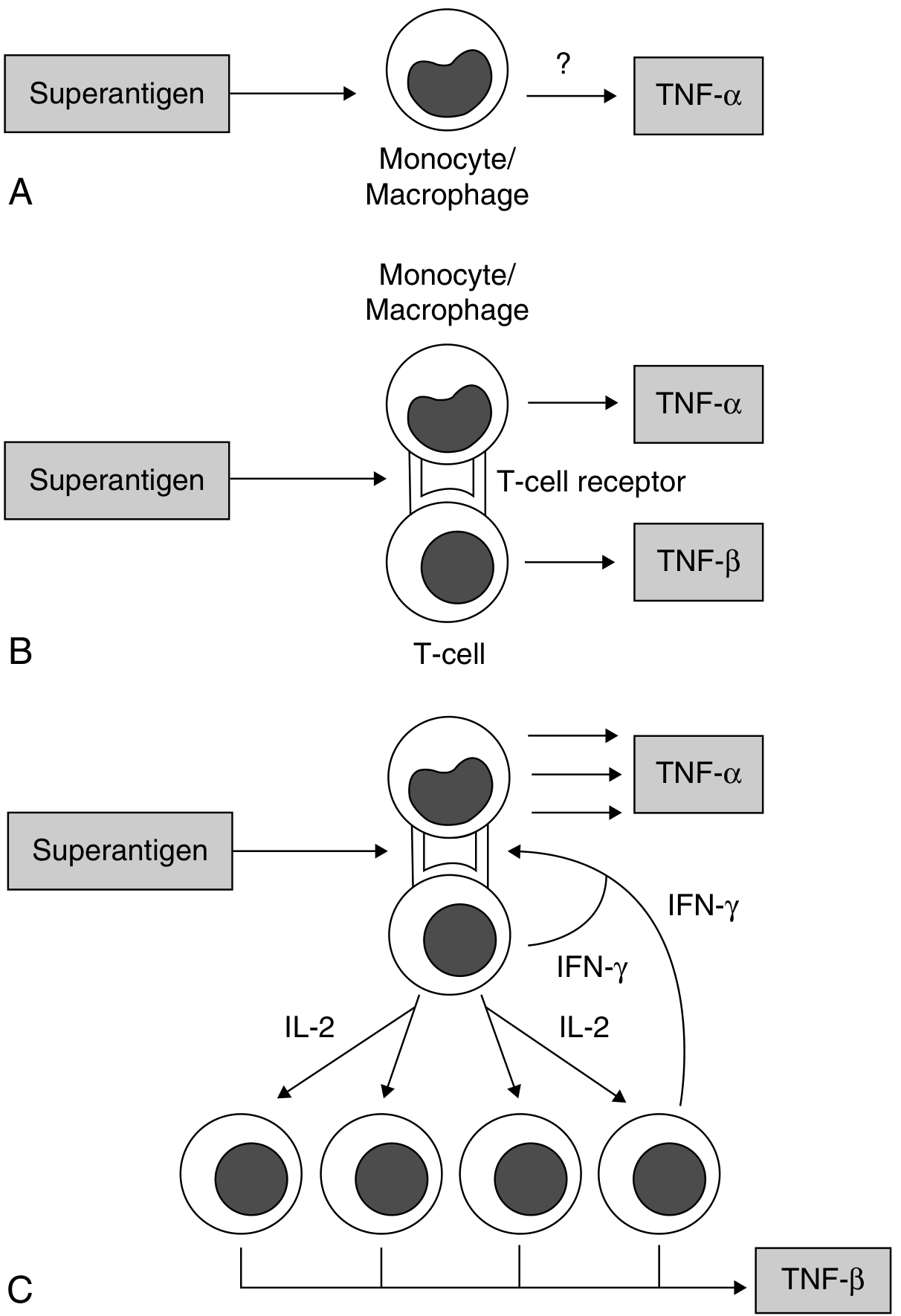 Three-panel diagram showing superantigen-induced cytokine production: A - superantigen directly stimulates monocyte TNF-α; B - superantigen bridges MHC on monocyte and TCR on T cell, releasing TNF-α and TNF-β; C - T cell IL-2 drives clonal proliferation with IFN-γ and TNF-β, which amplifies monocyte TNF-α, IL-1, IL-6