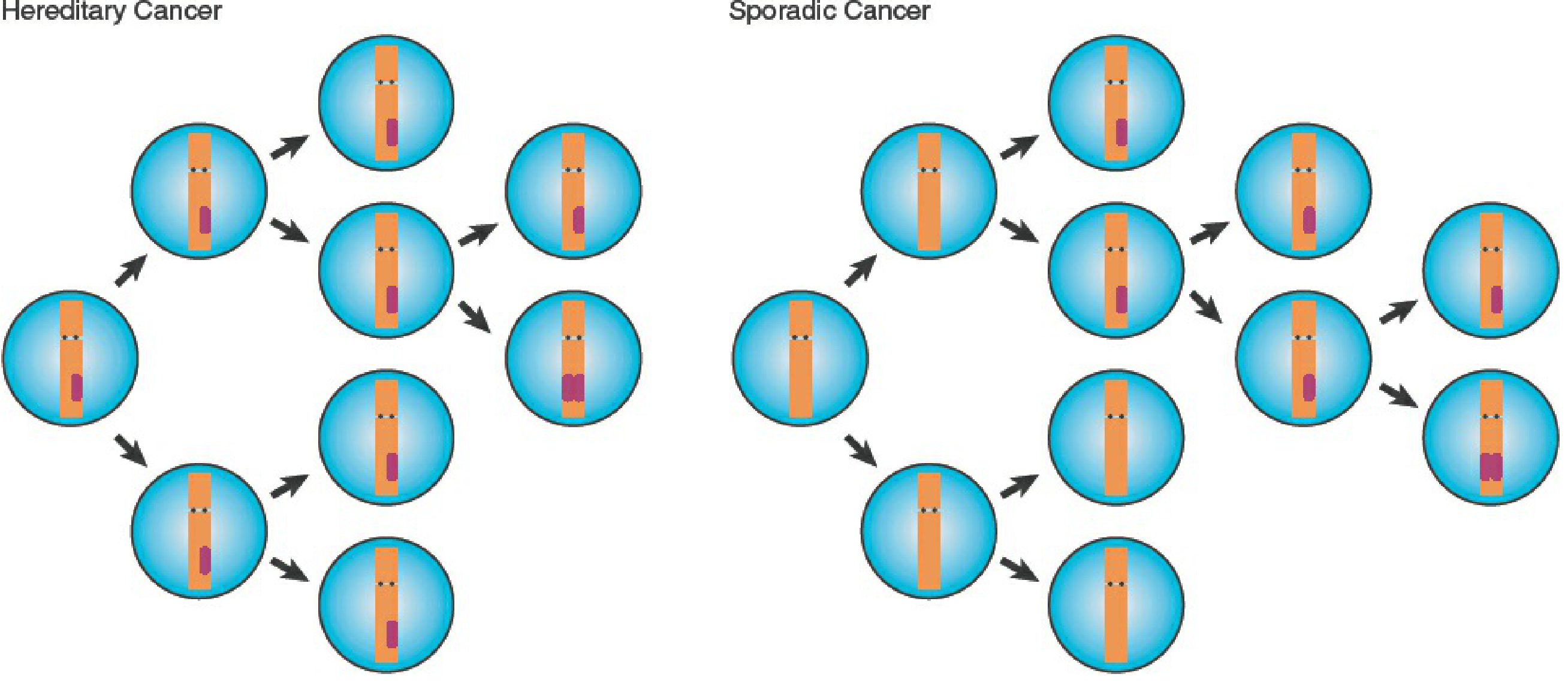 Knudson two-hit model: hereditary vs sporadic cancer development