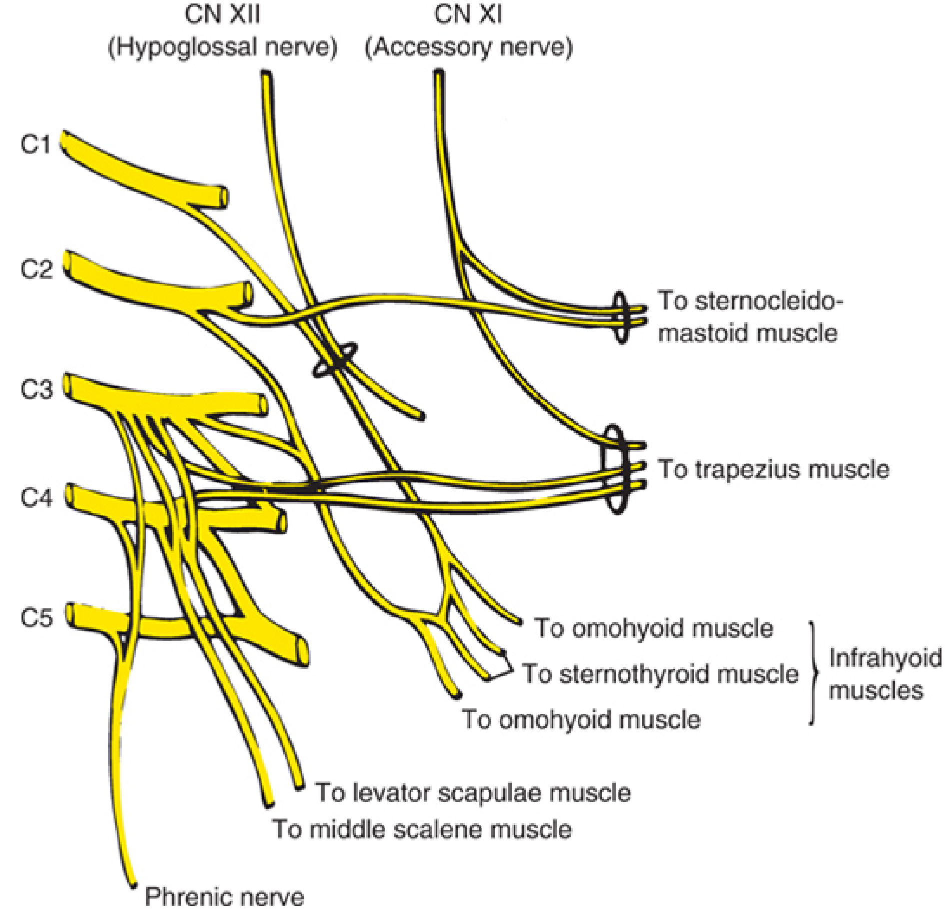 Motor branches and CN XI/XII connections of the cervical plexus