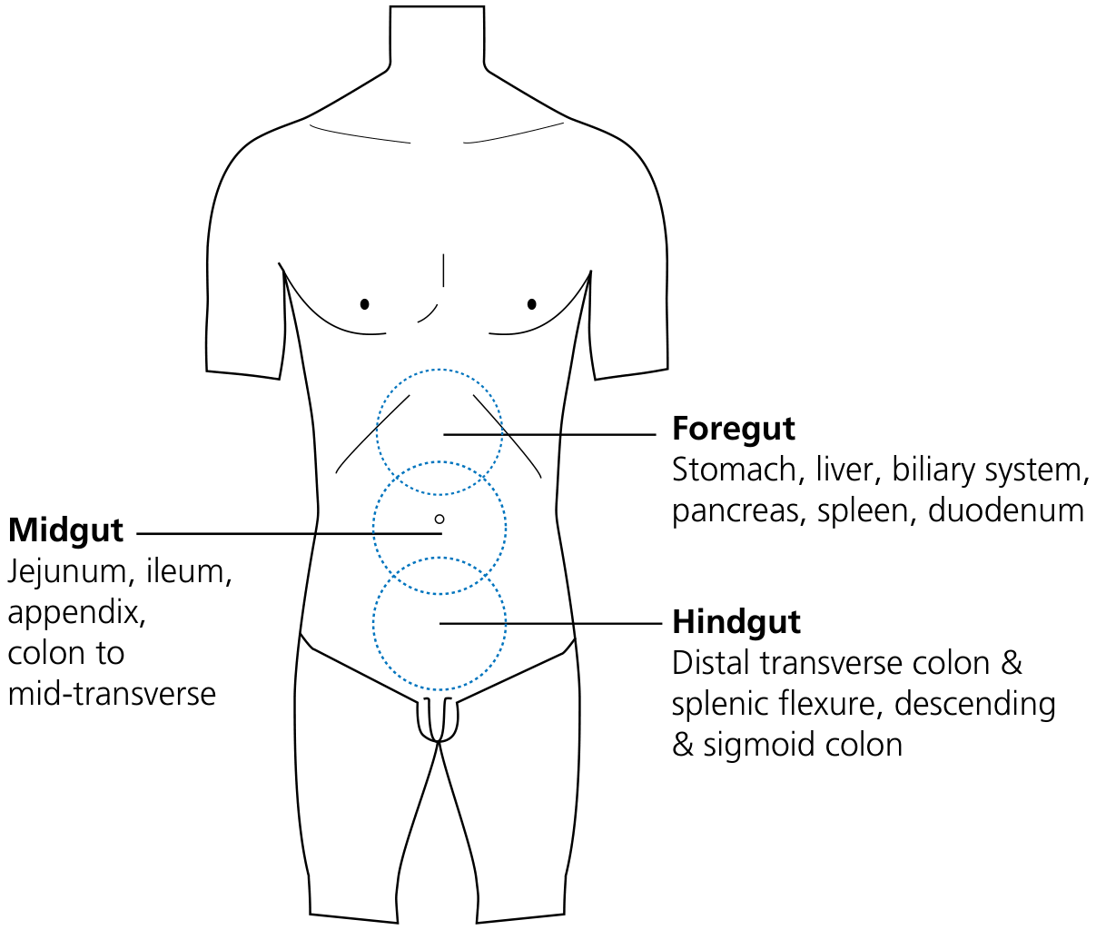 Visceral pain perception areas based on foregut/midgut/hindgut embryological origin