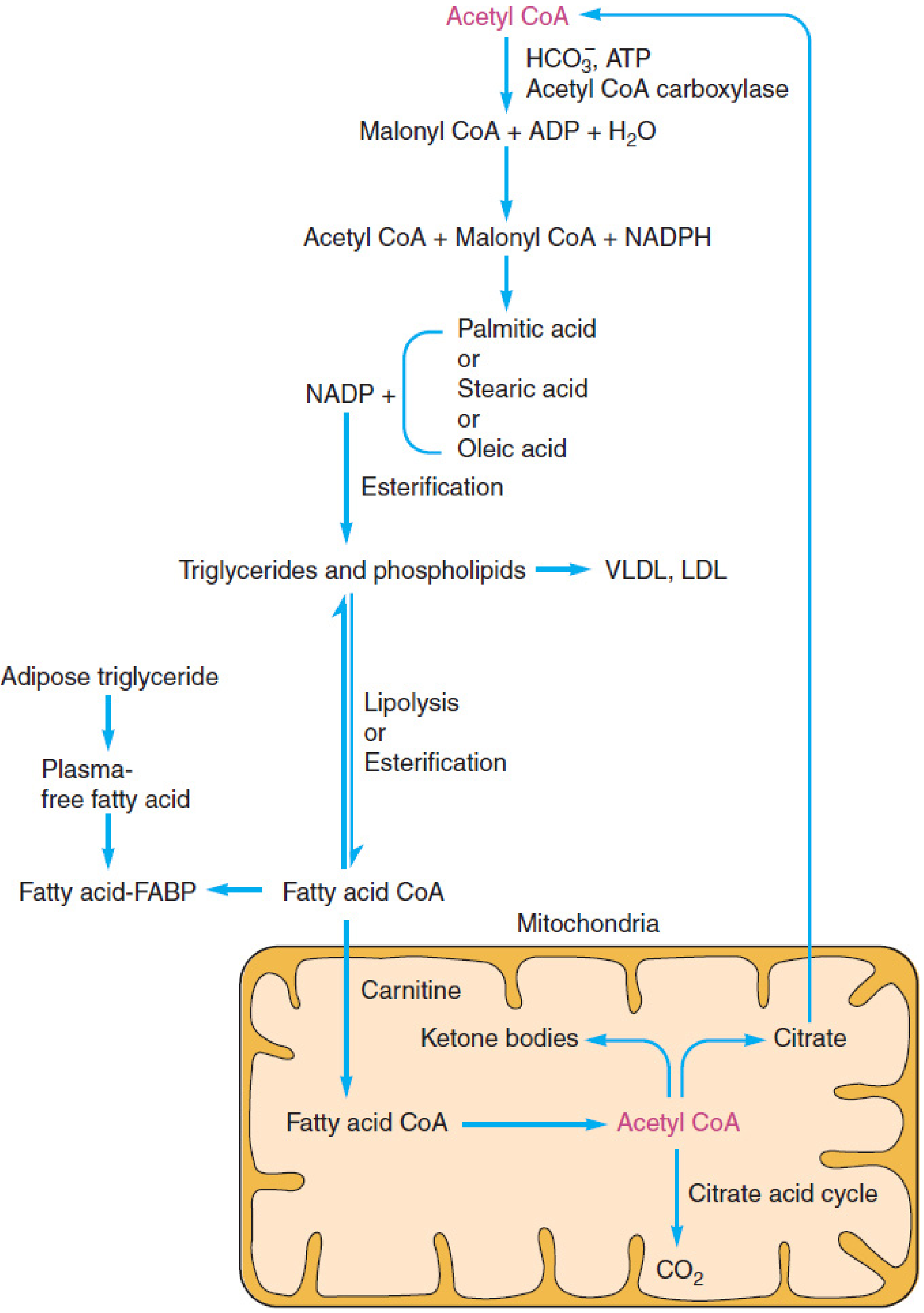 Hepatic fatty acid metabolism: Acetyl CoA → lipogenesis vs. ketogenesis, with carnitine shuttle and Krebs cycle