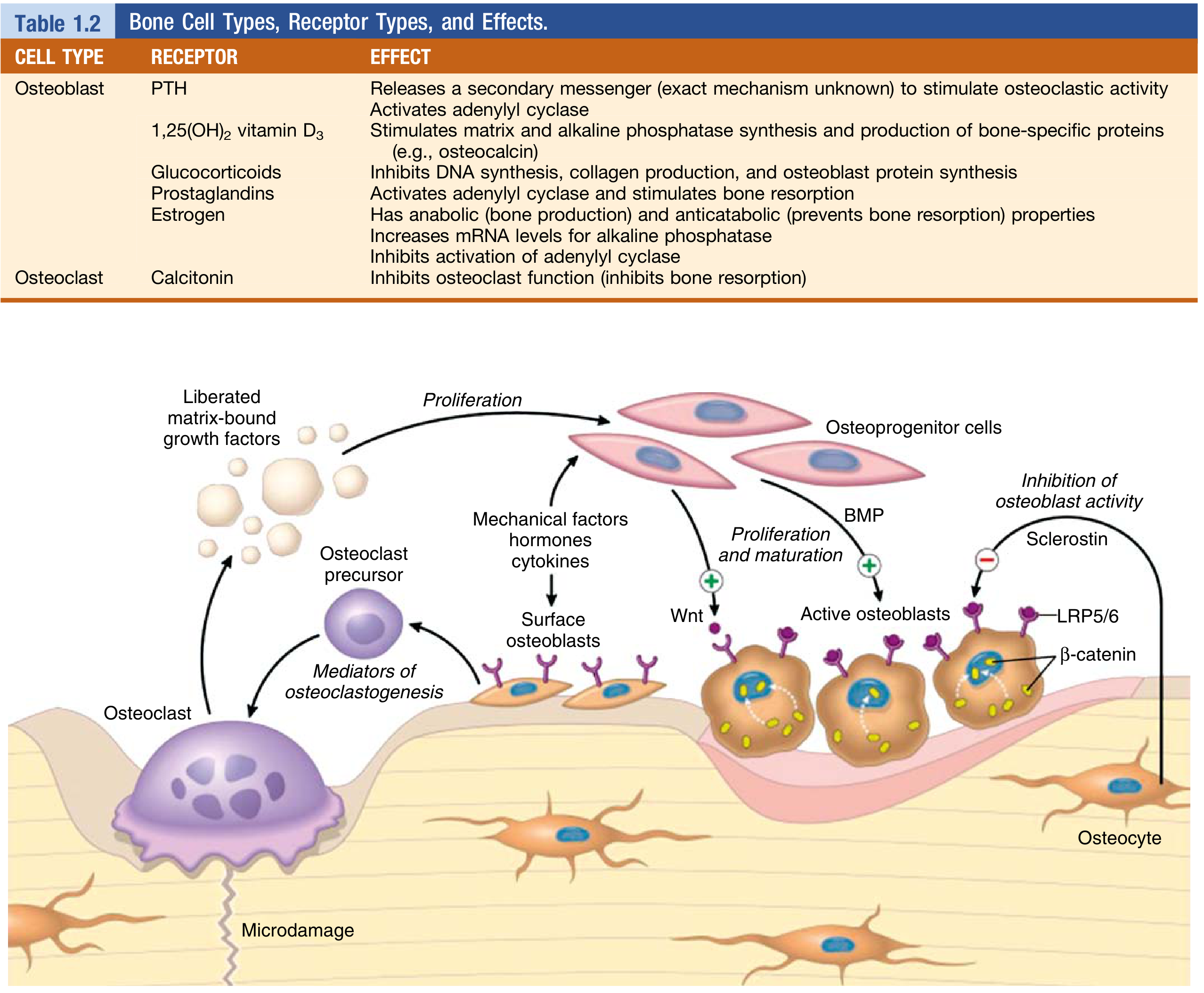 Bone cell receptor table and RANKL-OPG-Wnt crosstalk diagram
