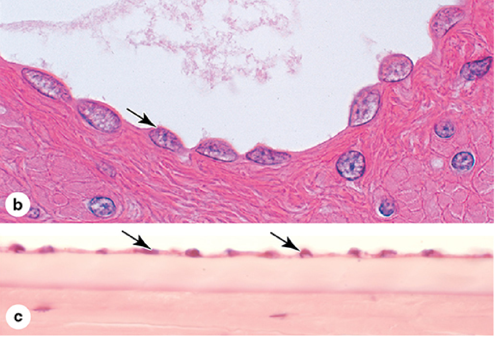 Simple squamous histology: (b) mesothelium on outer intestinal wall with arrow pointing to flat nucleus; (c) endothelium on inner cornea showing extremely flat, almost invisible cells with small flattened nuclei