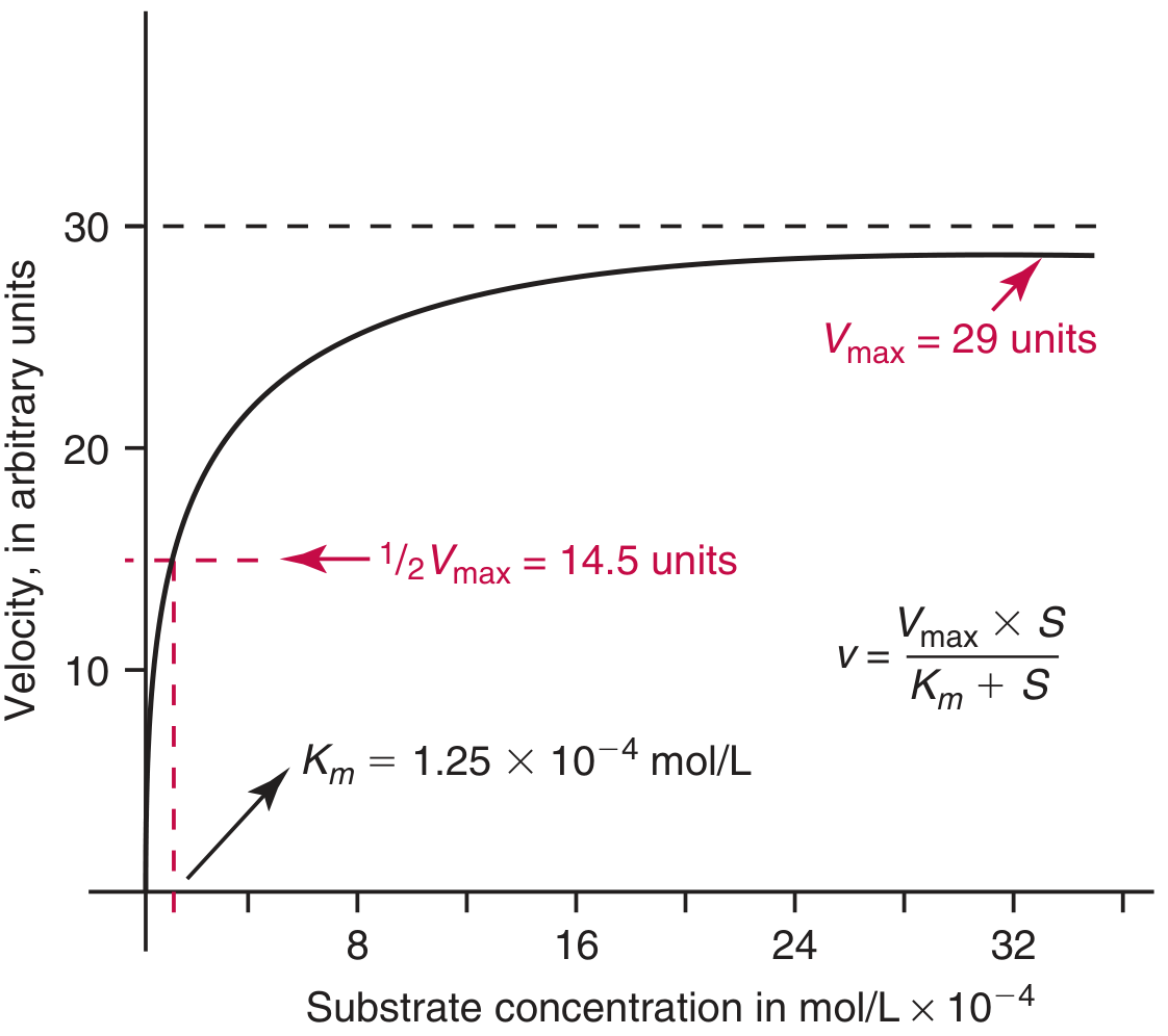 Michaelis-Menten curve showing hyperbolic relationship between reaction velocity and substrate concentration, with Km = 1.25 × 10⁻⁴ mol/L marked at half-Vmax