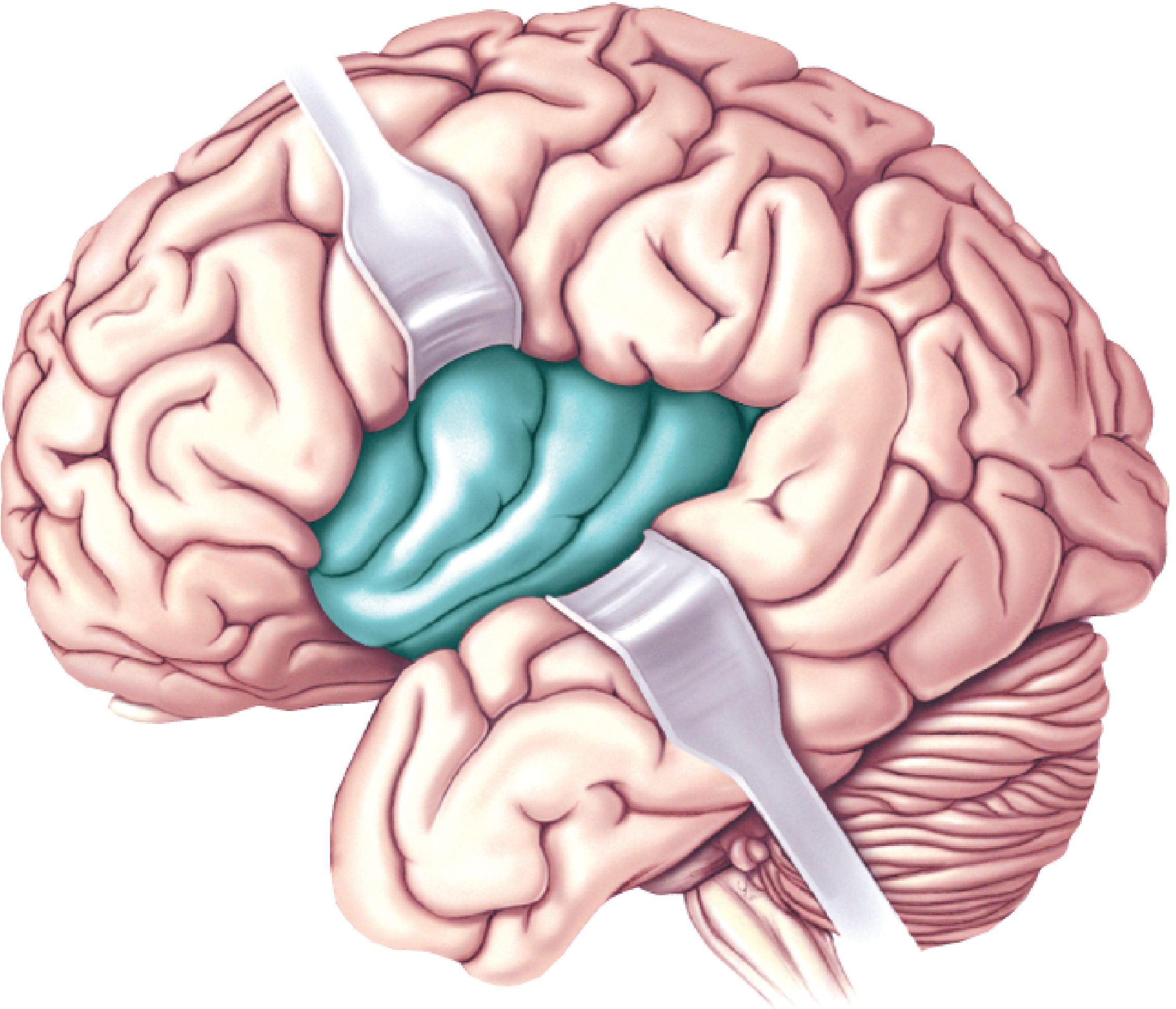 Insula in the exposed Sylvian fissure