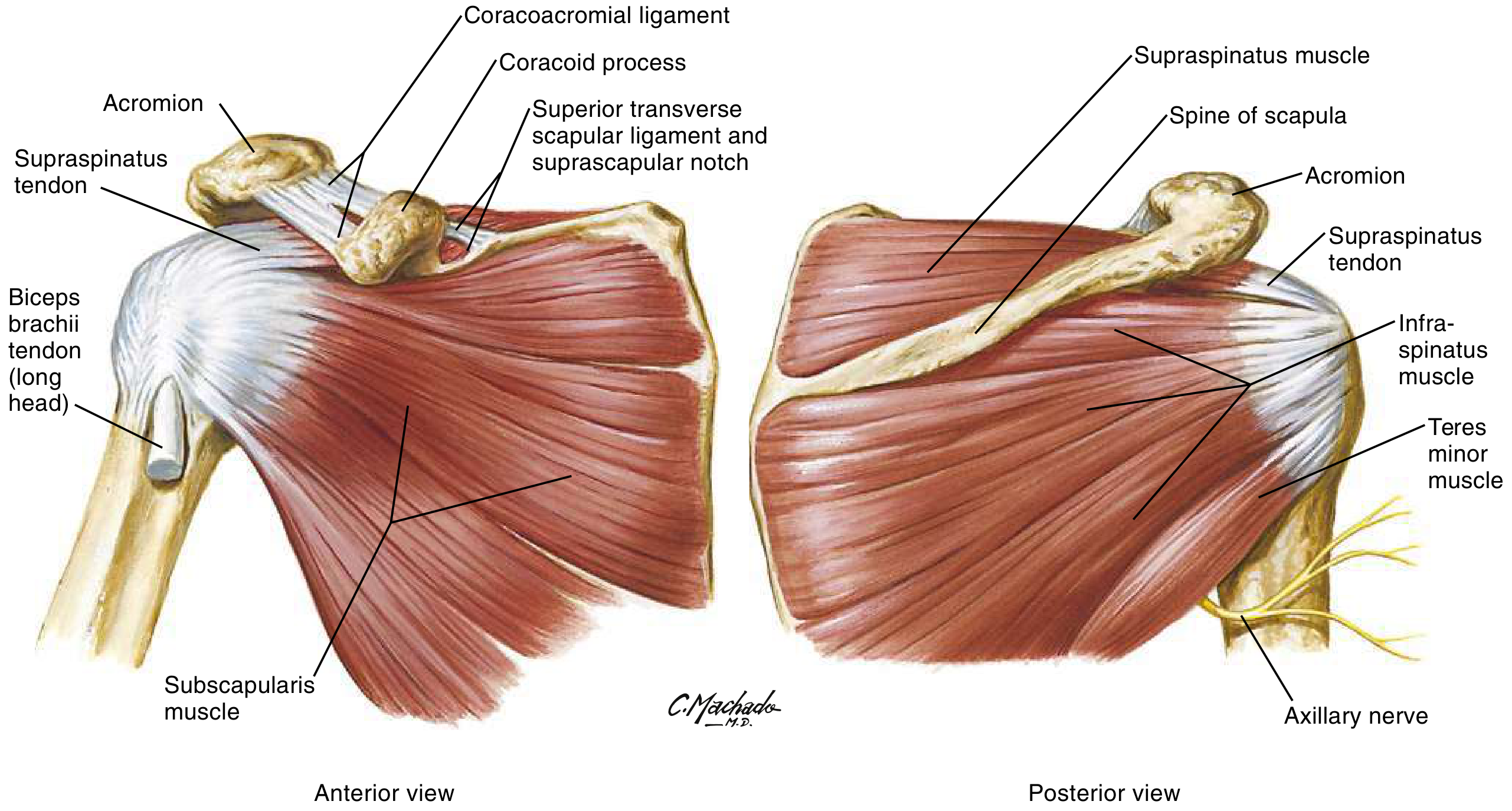 Rotator cuff muscles - anterior view (subscapularis) and posterior view (supraspinatus, infraspinatus, teres minor)