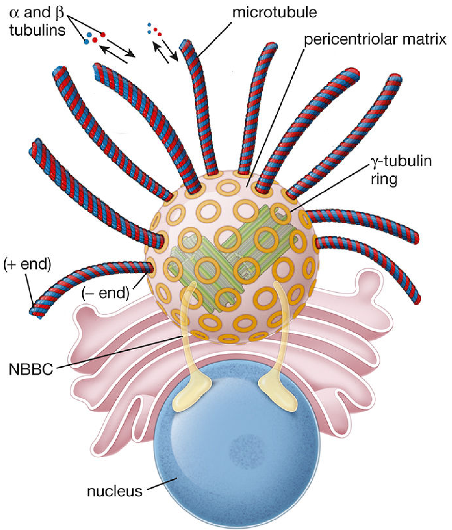 Centrosome structure showing centrioles within pericentriolar matrix, γ-tubulin rings, and radiating microtubules
