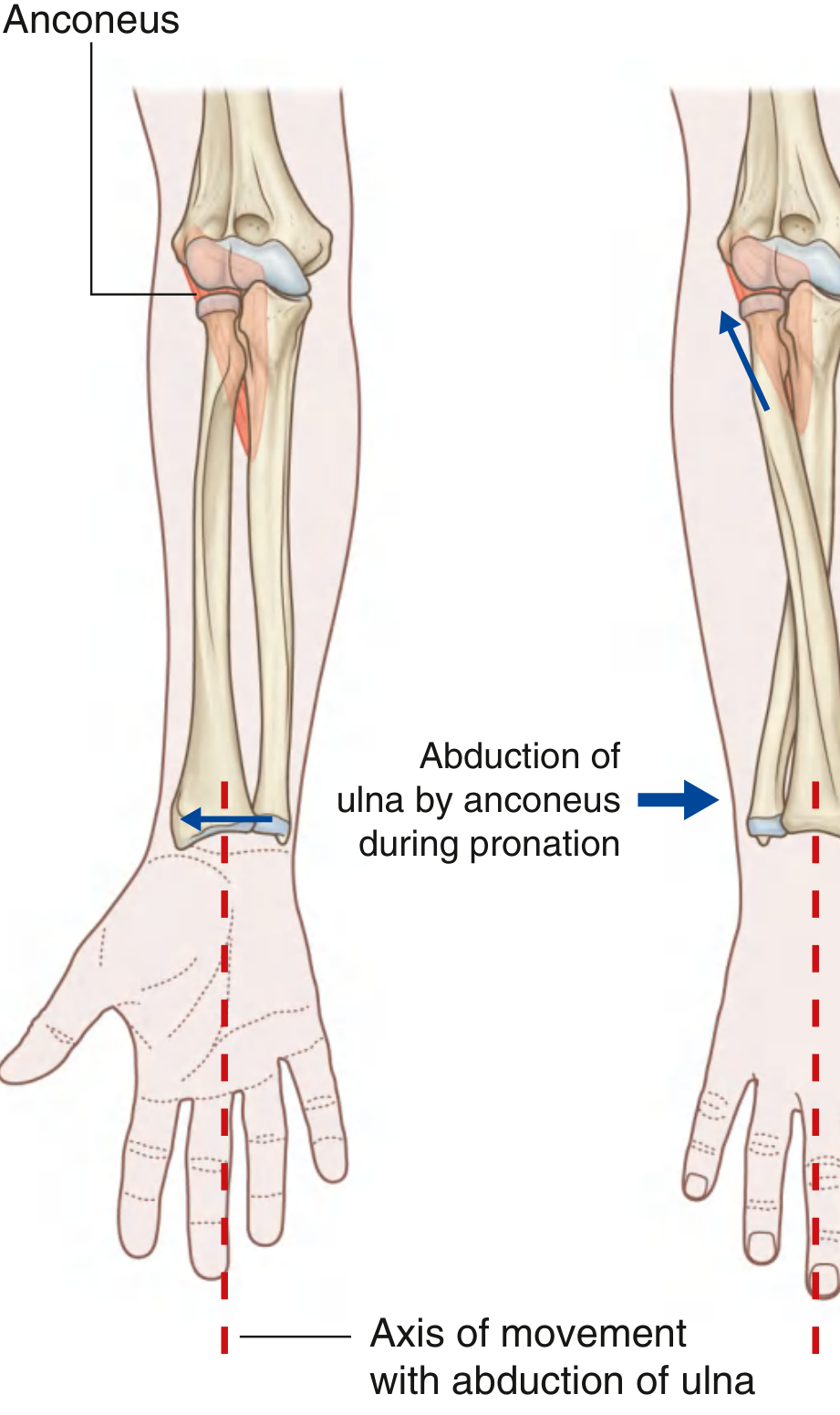 Abduction of the Distal Ulna by Anconeus During Pronation - Gray's Anatomy