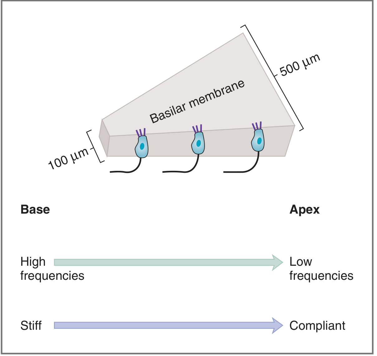Basilar membrane frequency responses