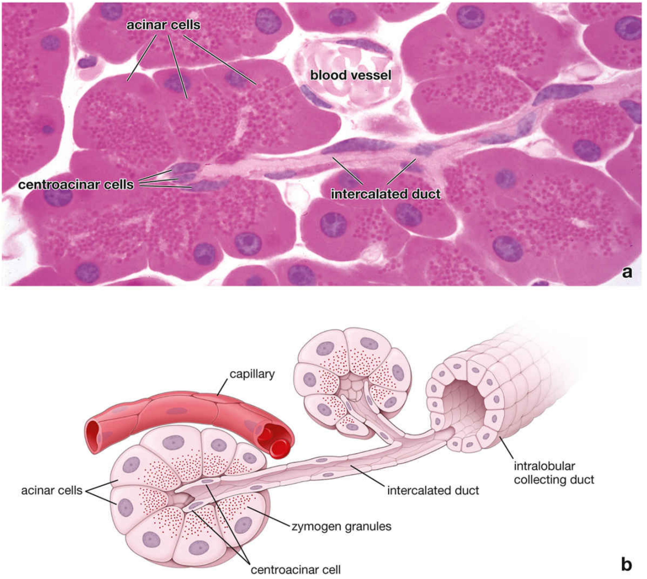 Pancreatic acinus H&E and diagram - acinar cells, centroacinar cells, intercalated duct