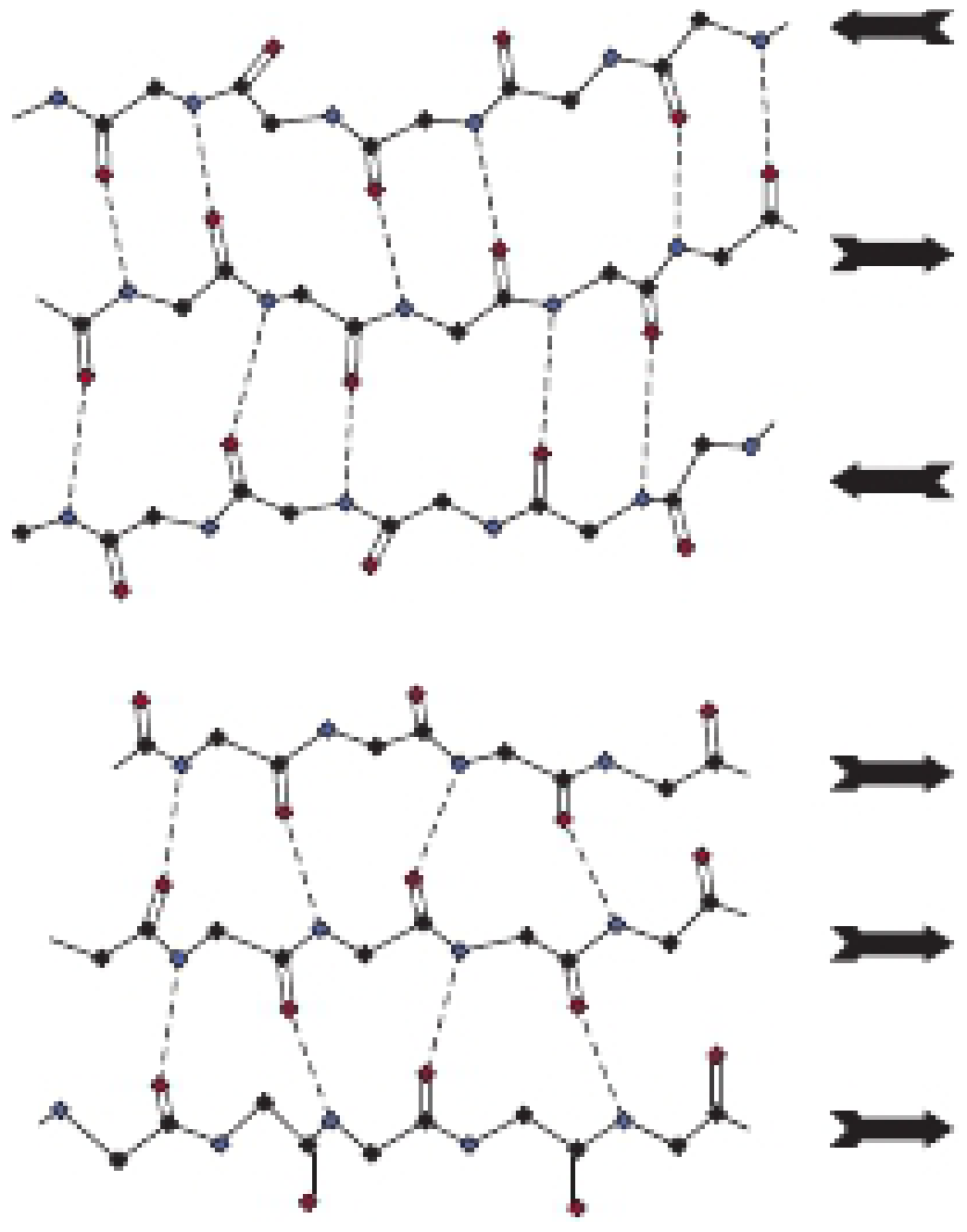 Antiparallel (top) and parallel (bottom) beta sheet - hydrogen bonds shown as dotted lines; blue = nitrogen donors, red = oxygen acceptors