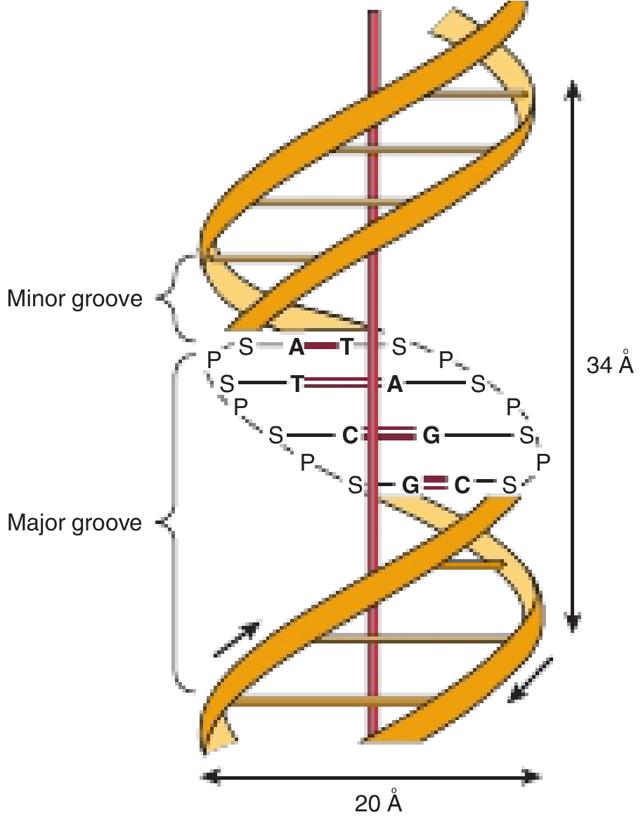 Watson-Crick double helix model showing major and minor grooves, base pairs, sugar-phosphate backbone - from Harper's Illustrated Biochemistry
