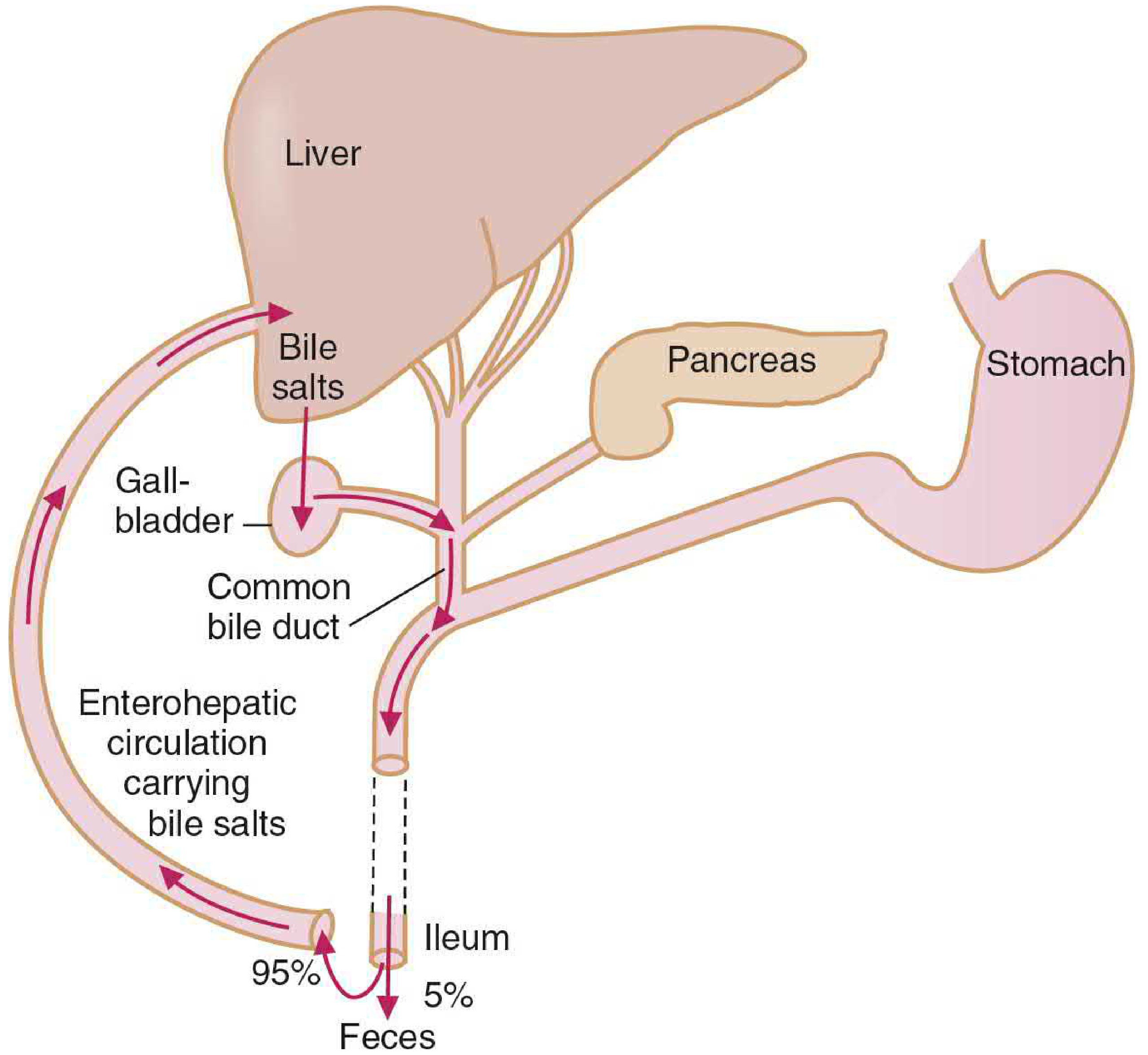 Simplified diagram showing 95% reabsorption at ileum and 5% fecal loss