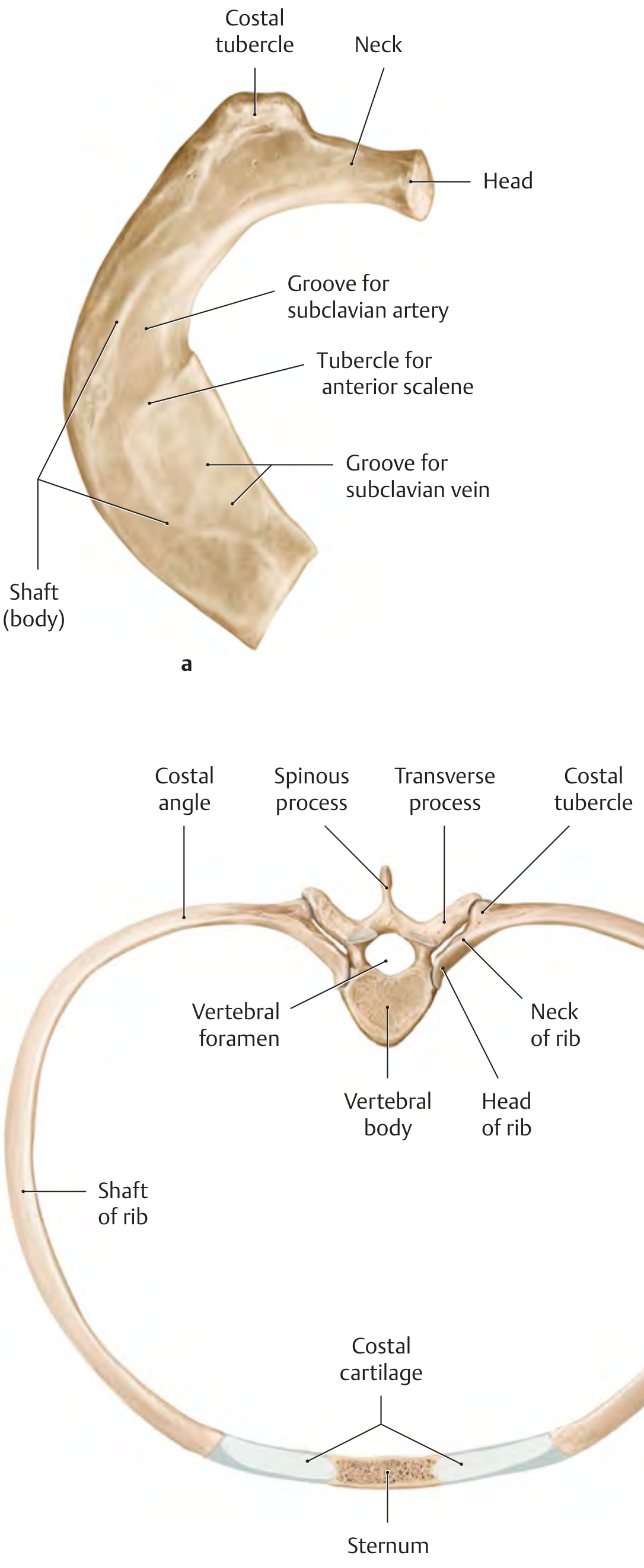 Rib anatomy: head, neck, tubercle, shaft, costal angle, costal groove, and articulation with thoracic vertebra and sternum