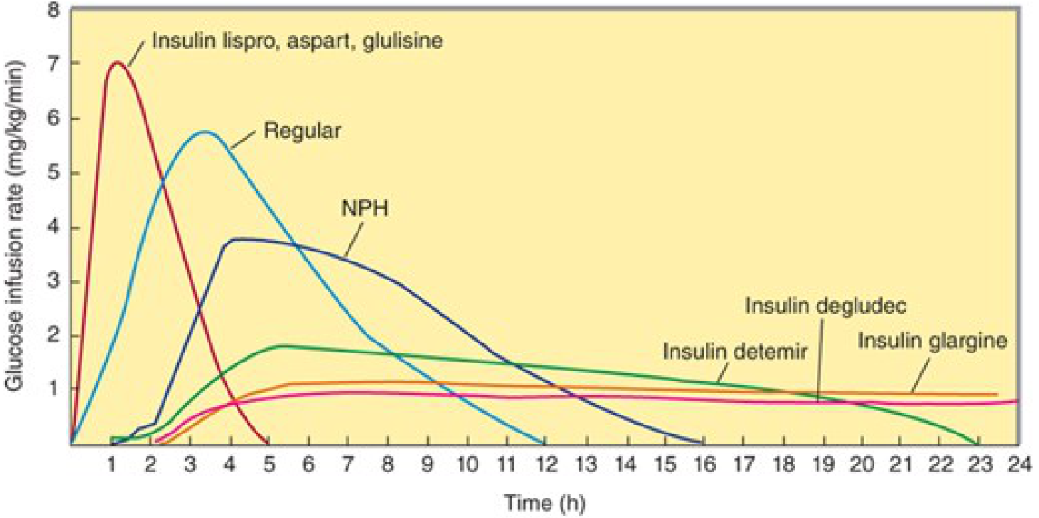 Insulin action profiles showing glargine's flat, peakless curve vs. NPH and rapid-acting insulins