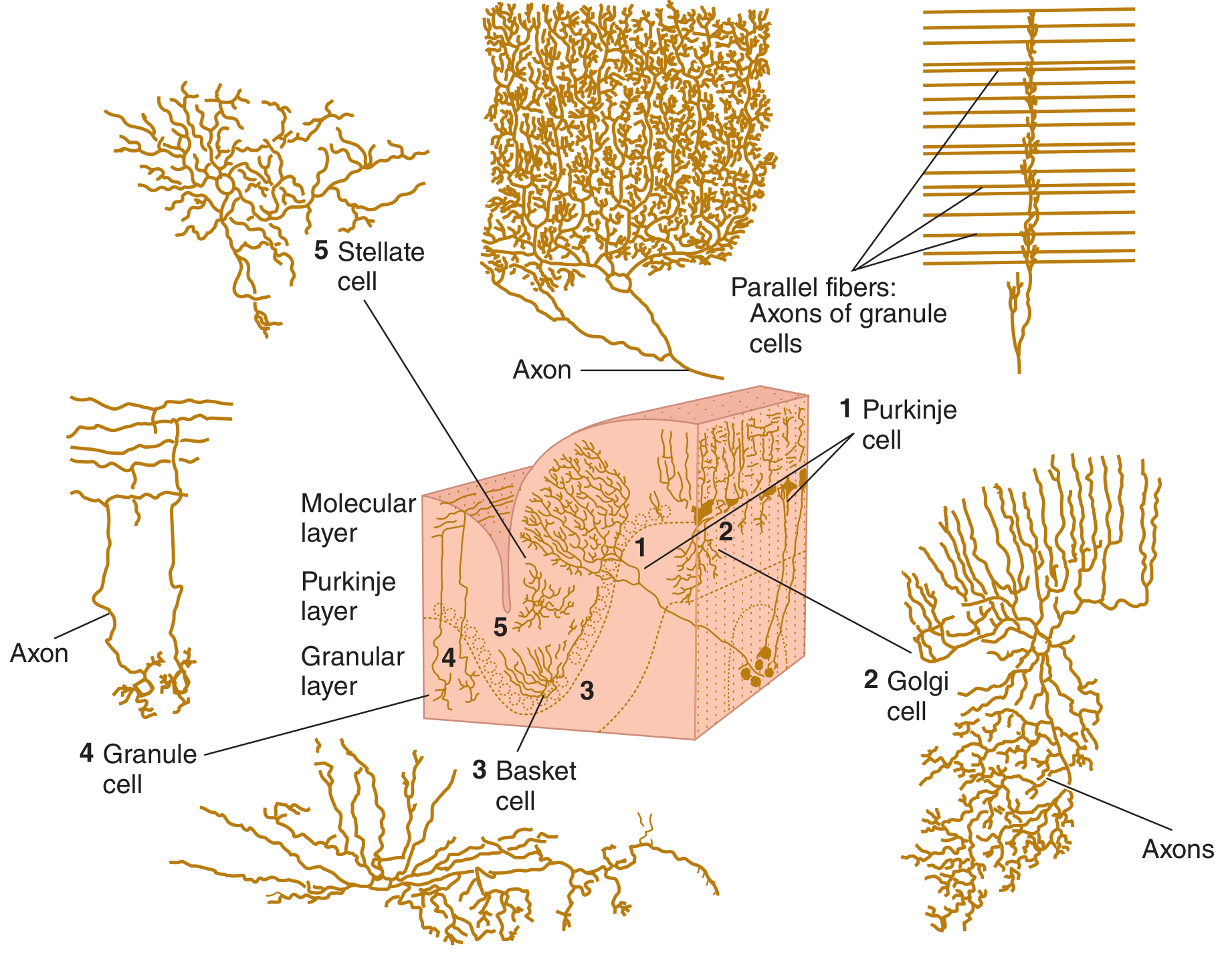 Five cell types of cerebellar cortex - Ganong's