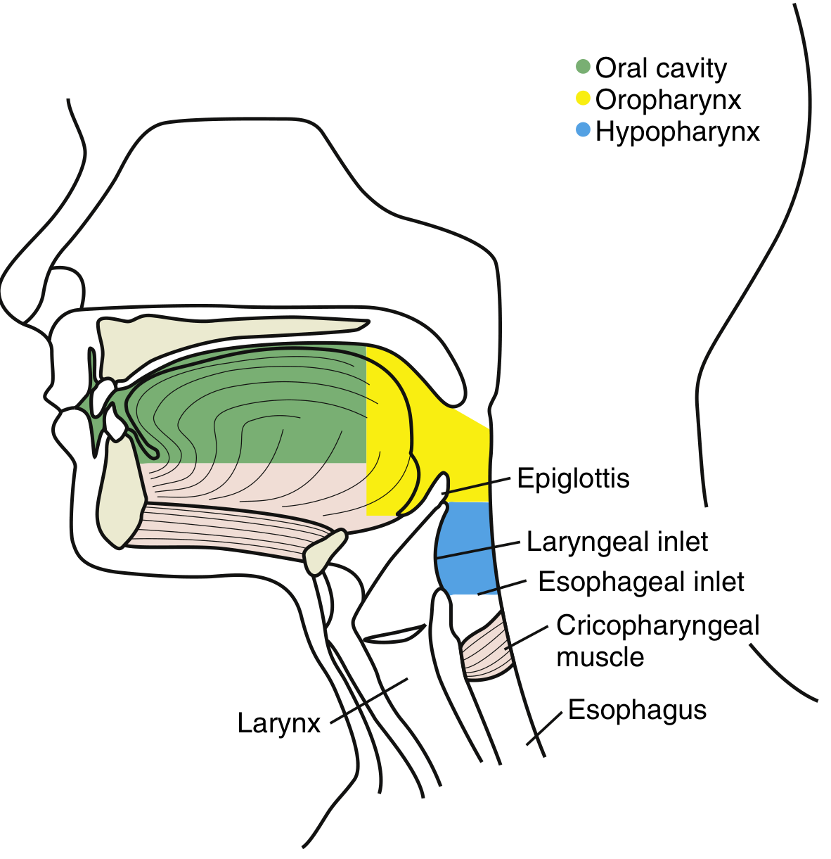 Schematic showing oral cavity (green), oropharynx (yellow), and hypopharynx (blue) in sagittal section, with the epiglottis, laryngeal inlet, esophageal inlet, cricopharyngeal muscle, and esophagus labeled