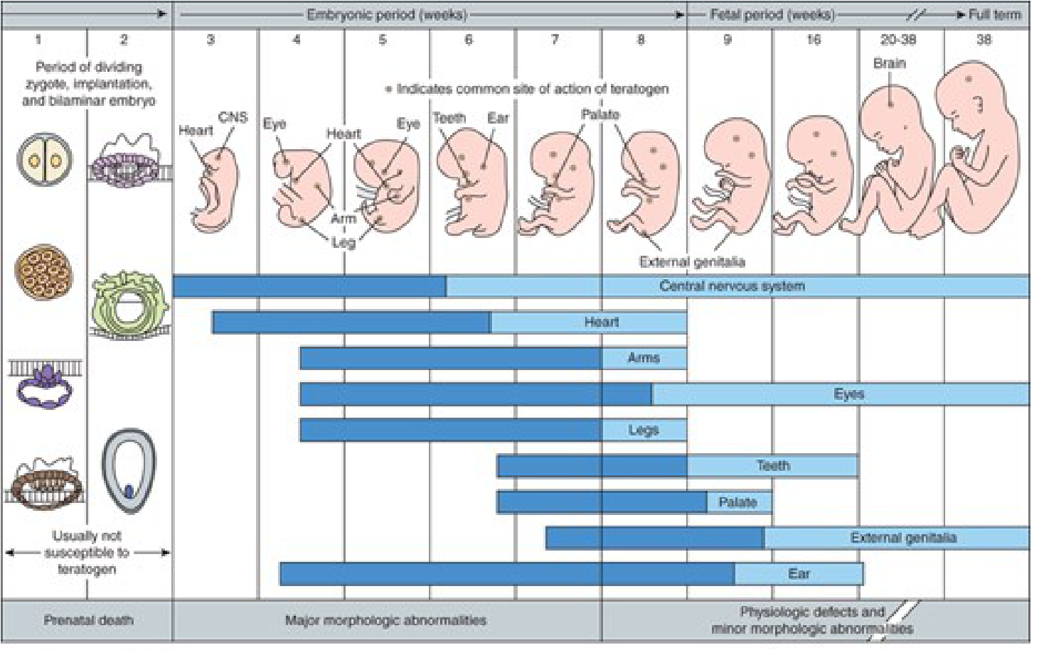 Embryonic and fetal development stages with organ formation and teratogen sensitivity windows